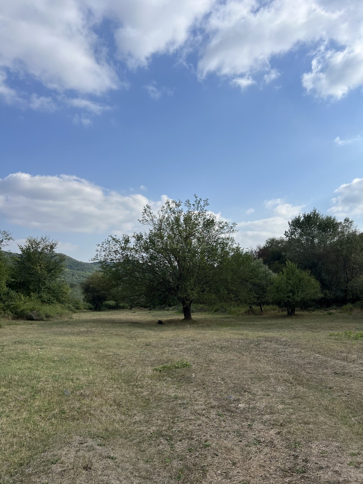 Torpaq Şamaxı