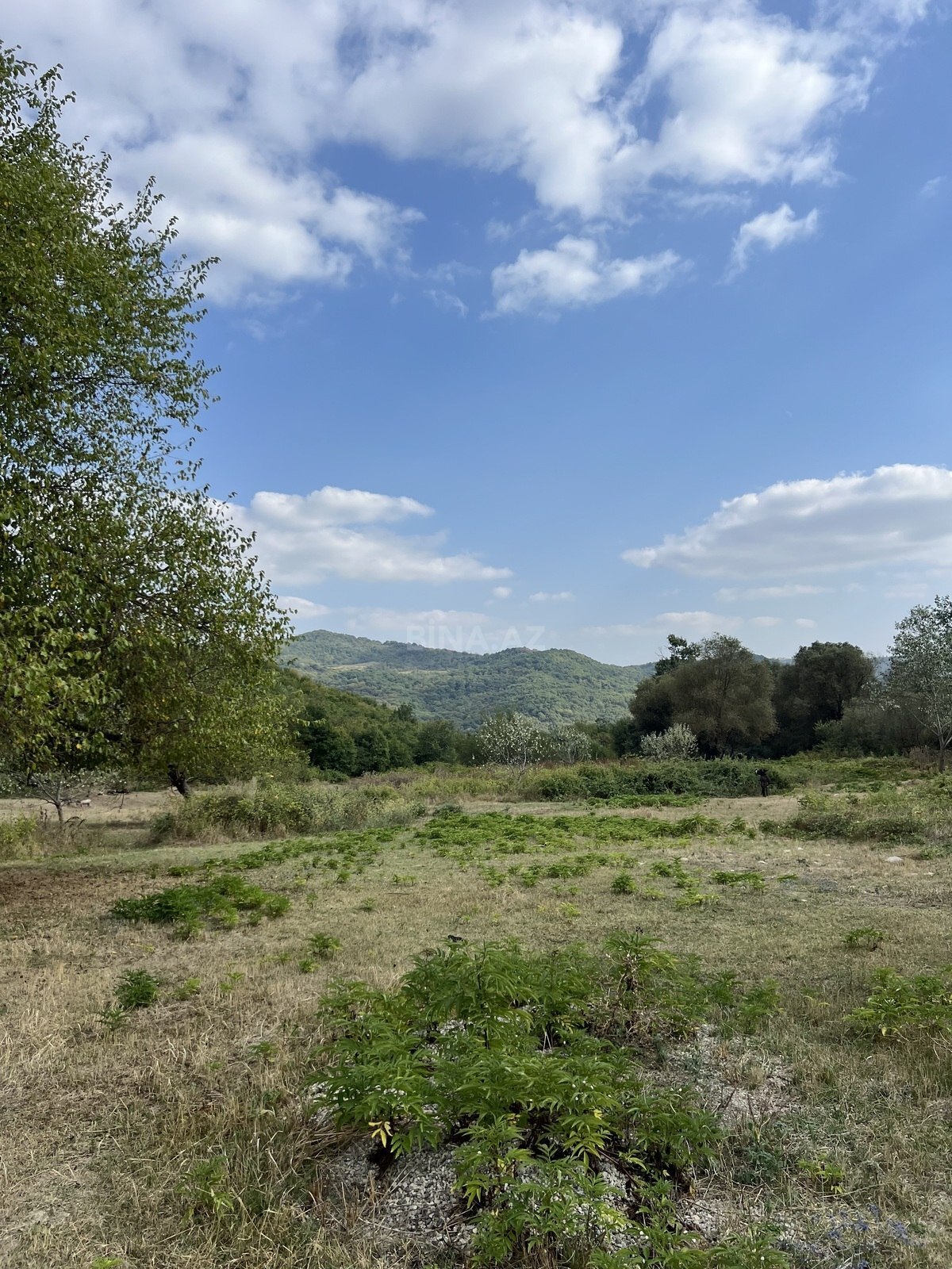 Torpaq Şamaxı