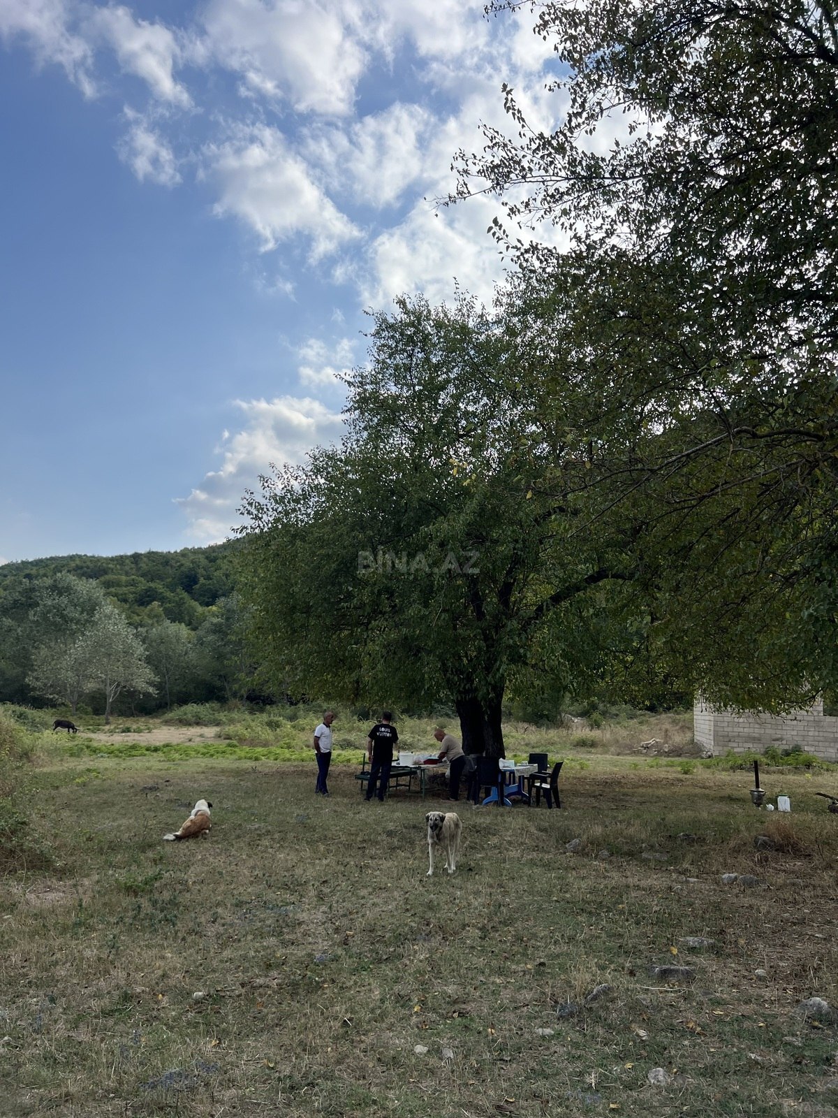 Torpaq Şamaxı