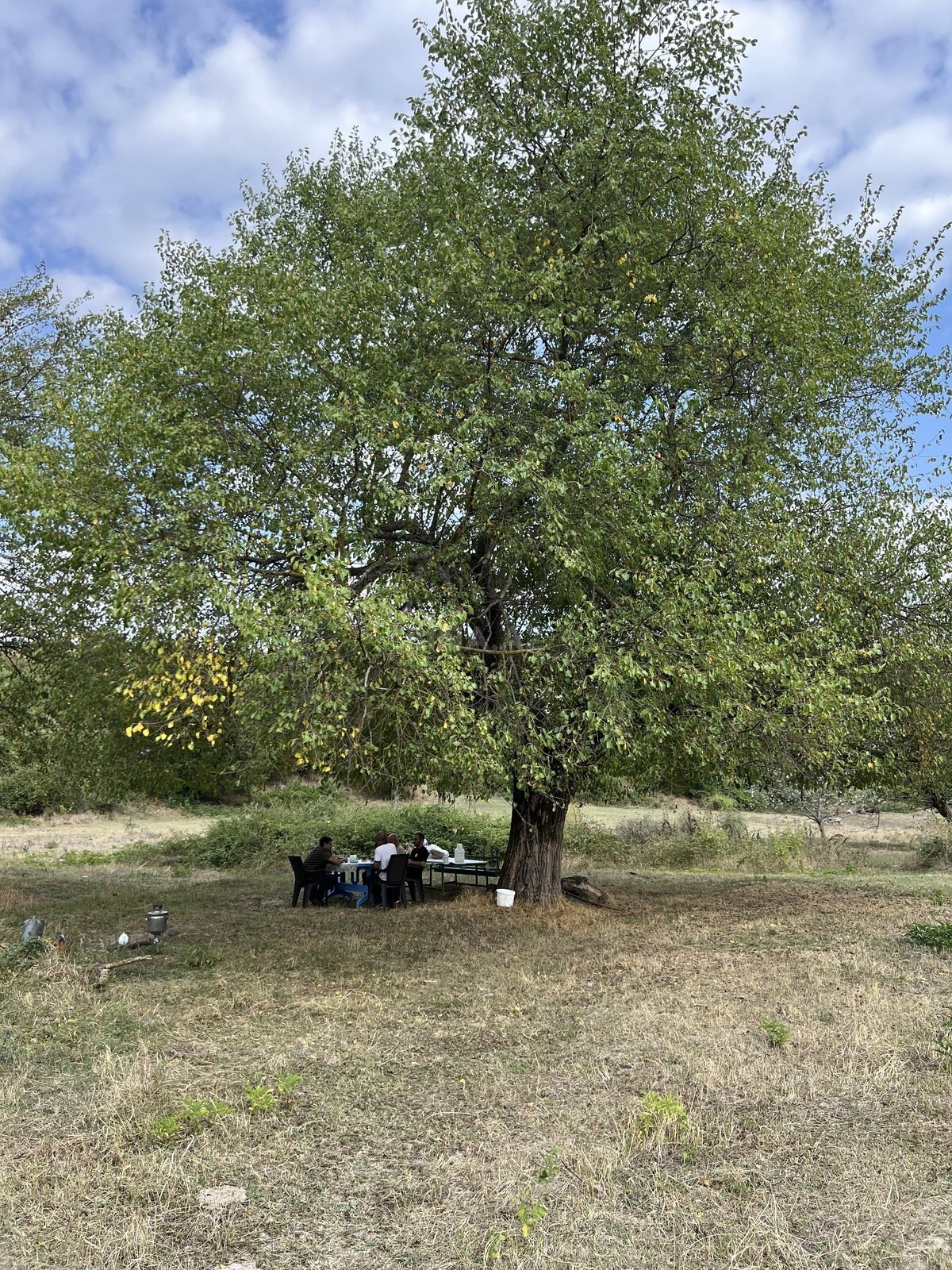 Torpaq Şamaxı