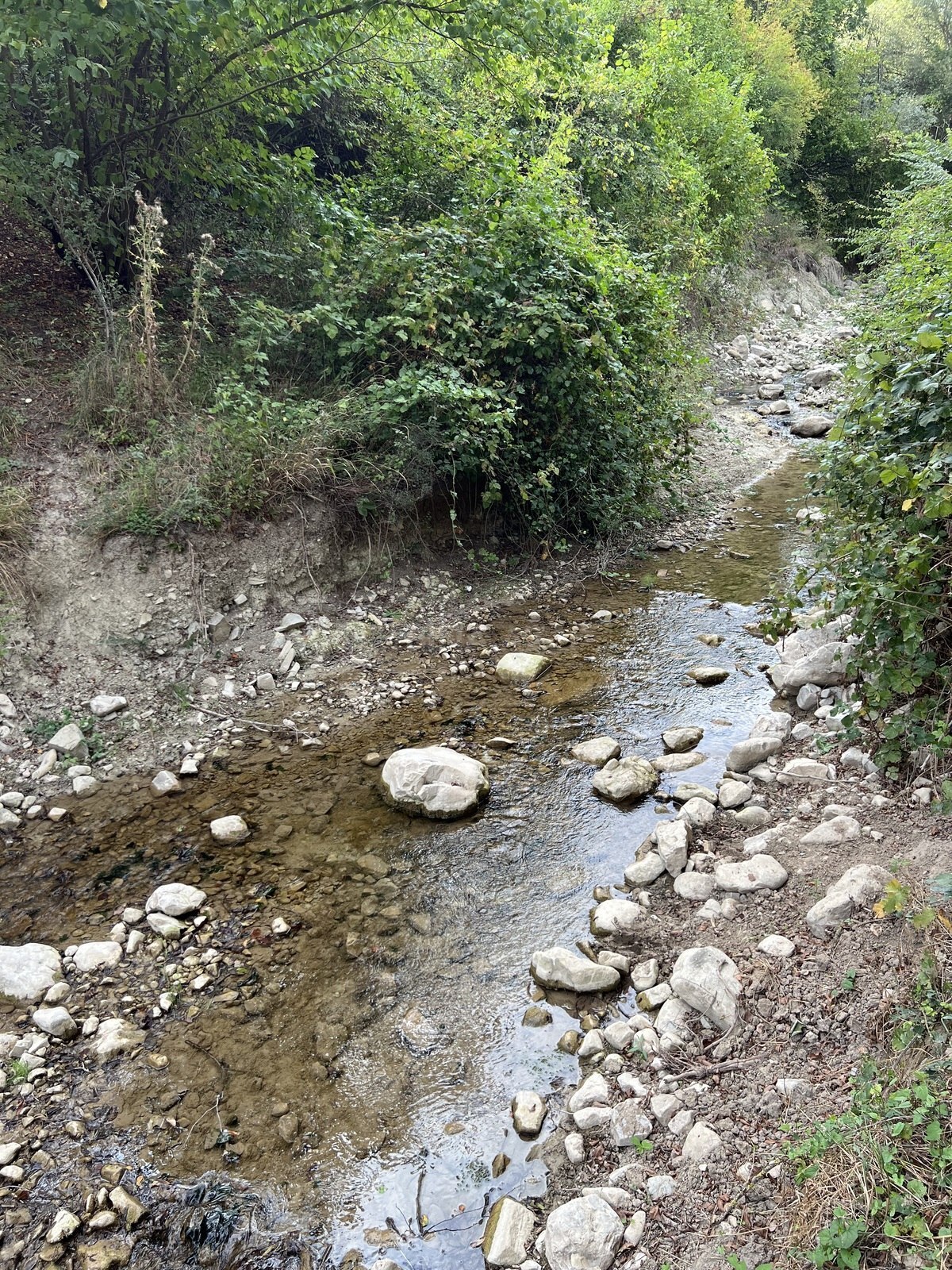 Torpaq Şamaxı