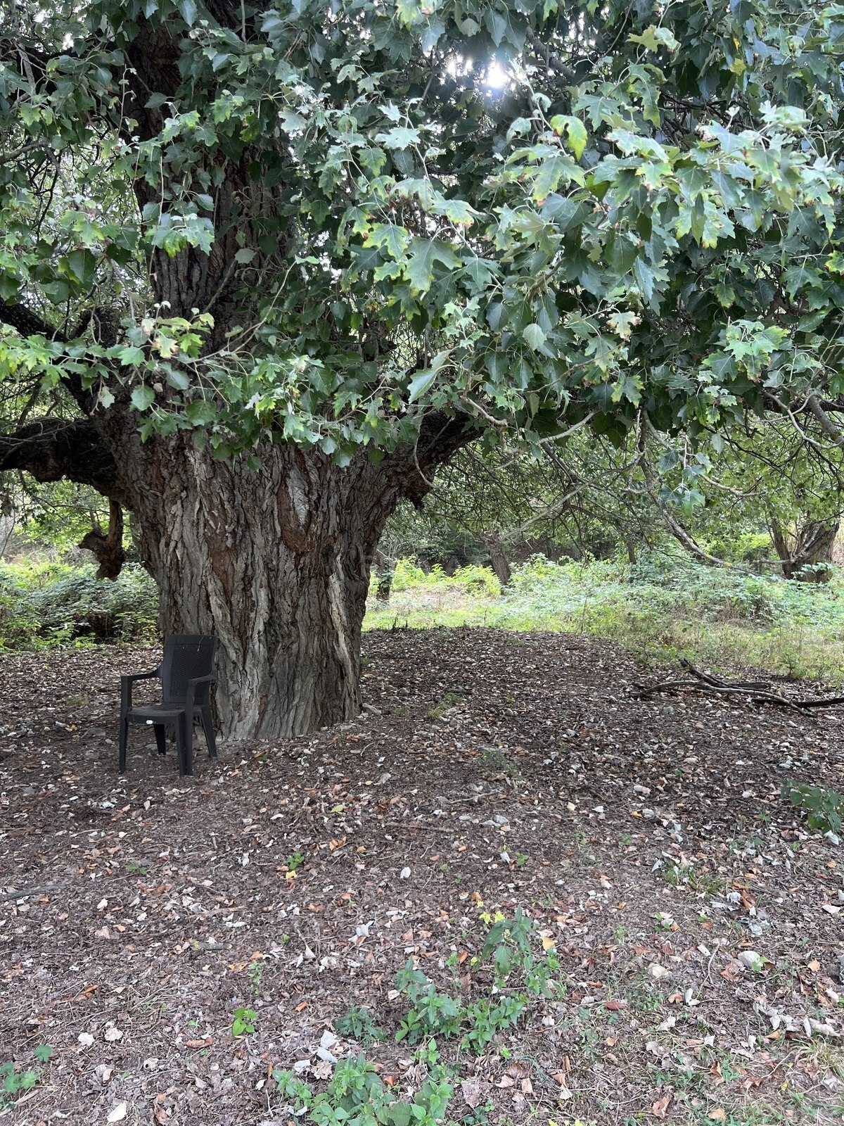 Torpaq Şamaxı