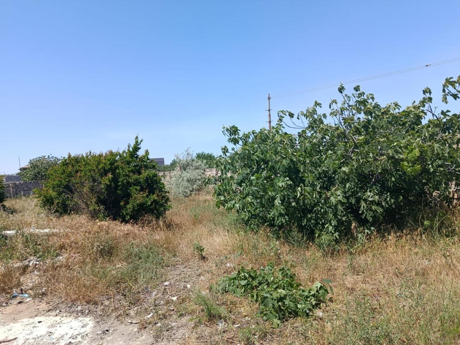 Torpaq Nardaran q., Bakı