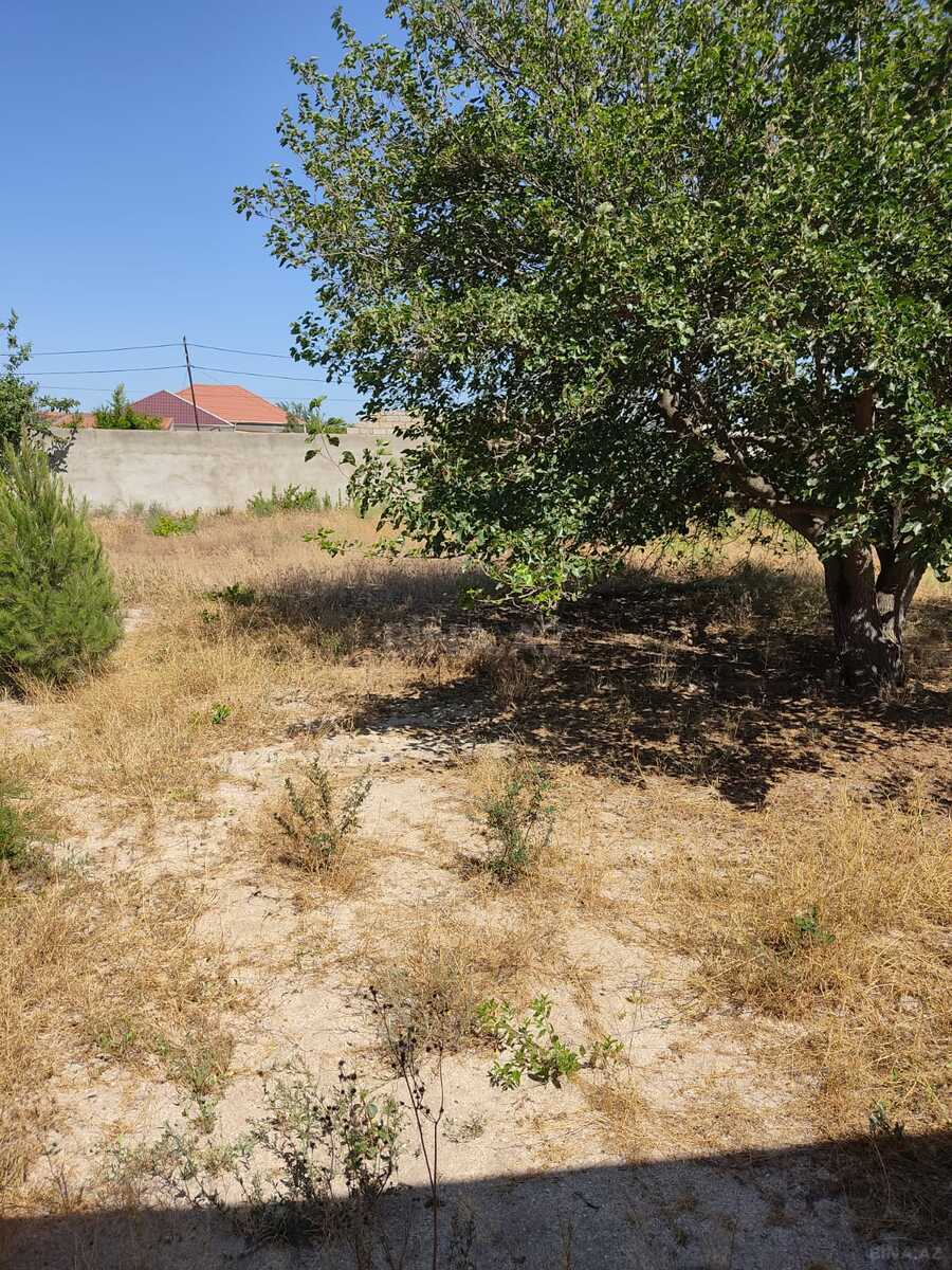 Torpaq Pirşağı q., Bakı