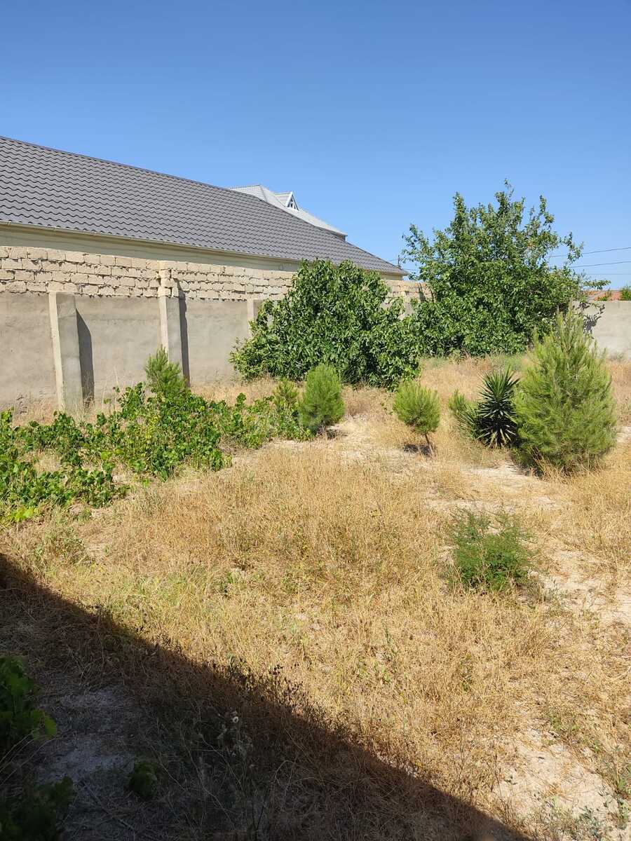Torpaq Pirşağı q., Bakı
