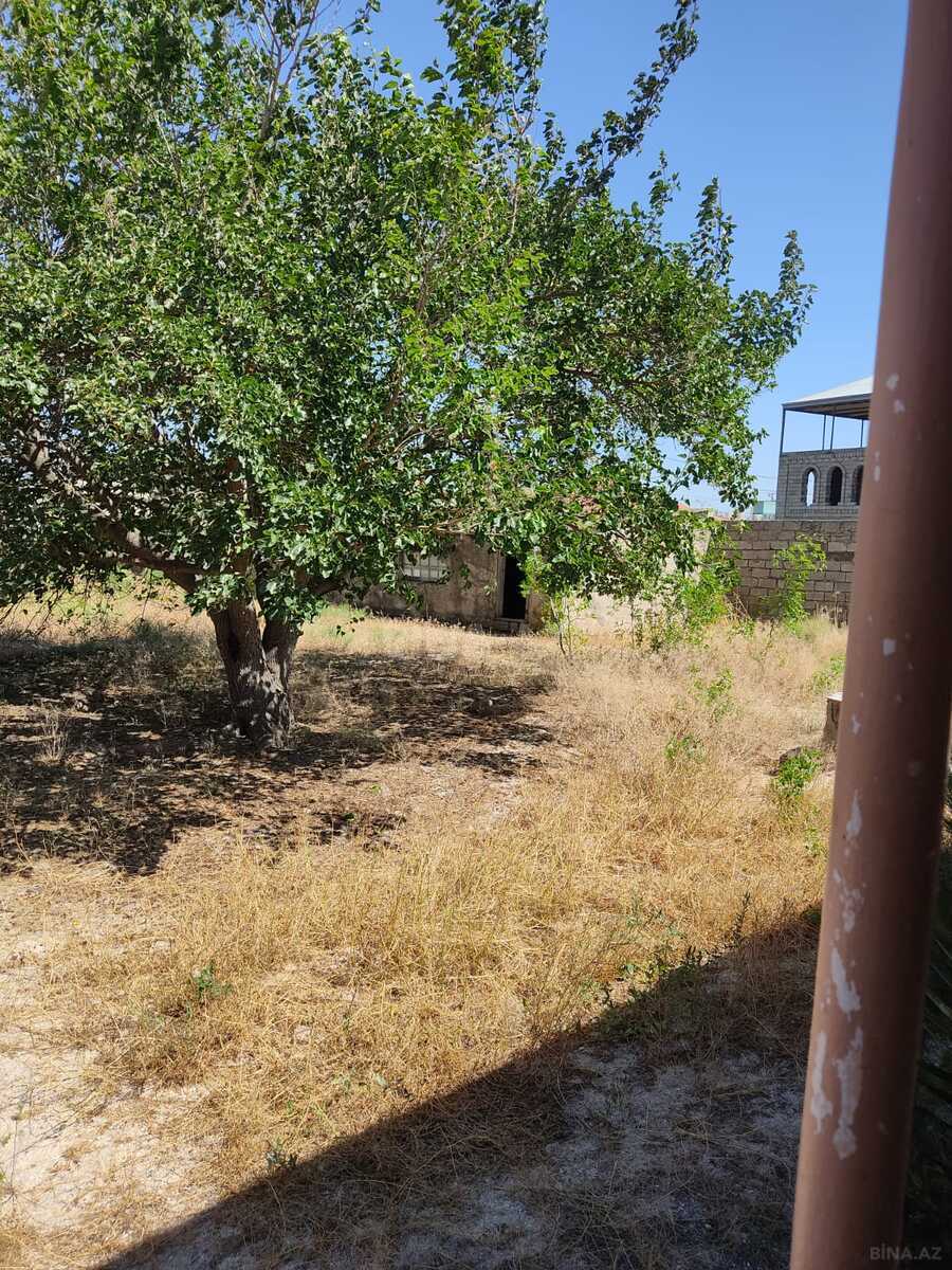 Torpaq Pirşağı q., Bakı