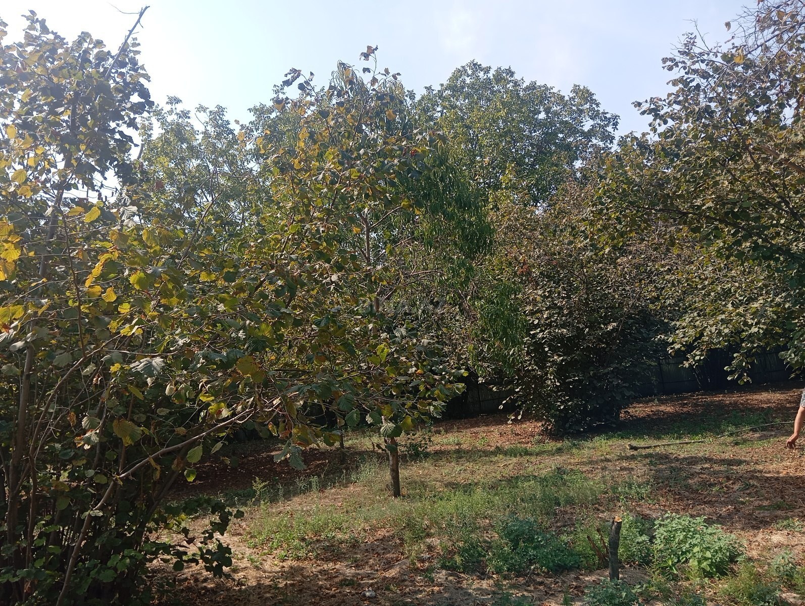 3 otaqlı Həyət evi/Bağ evi, Oğuz