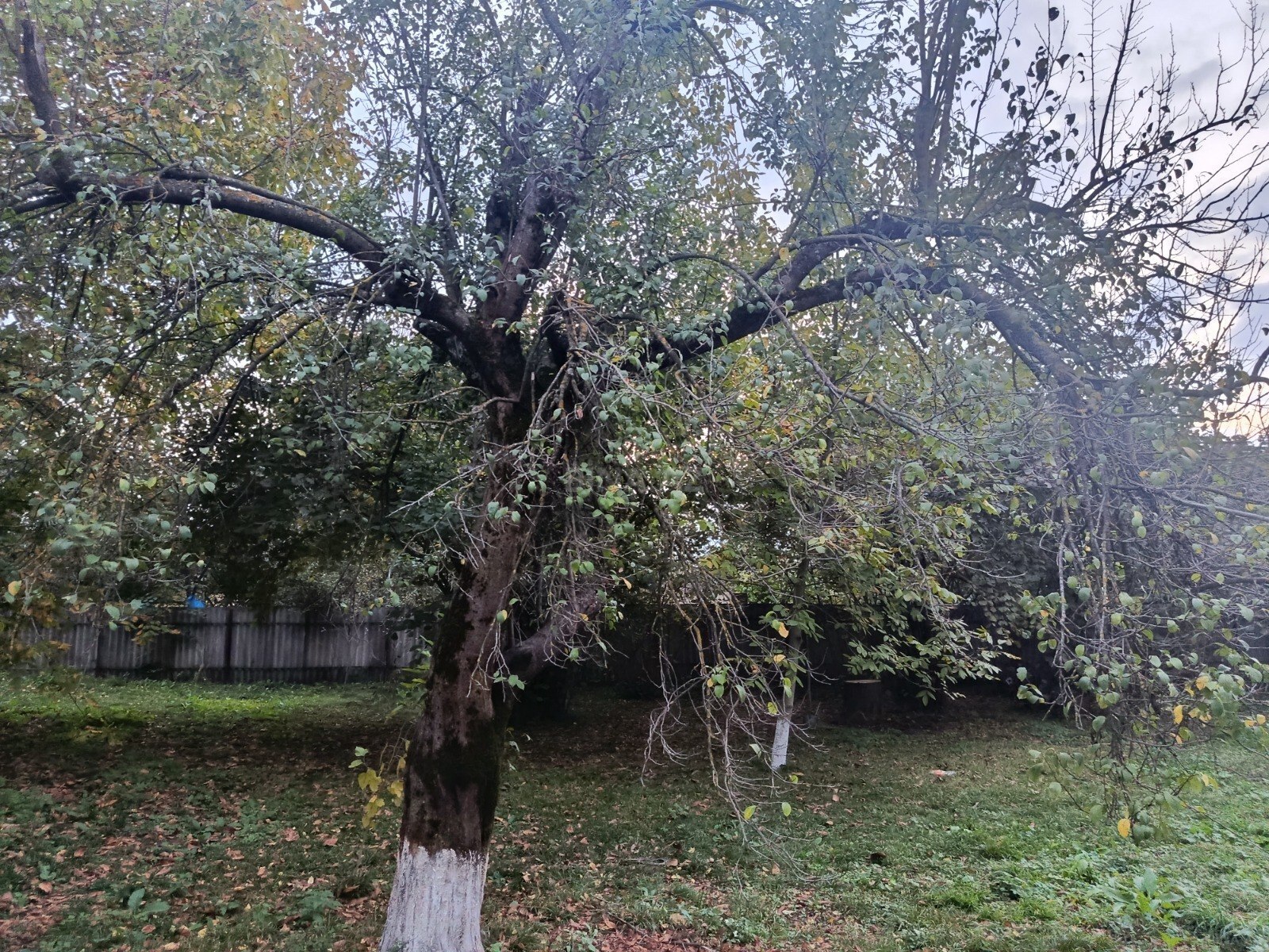 Torpaq İsmayıllı