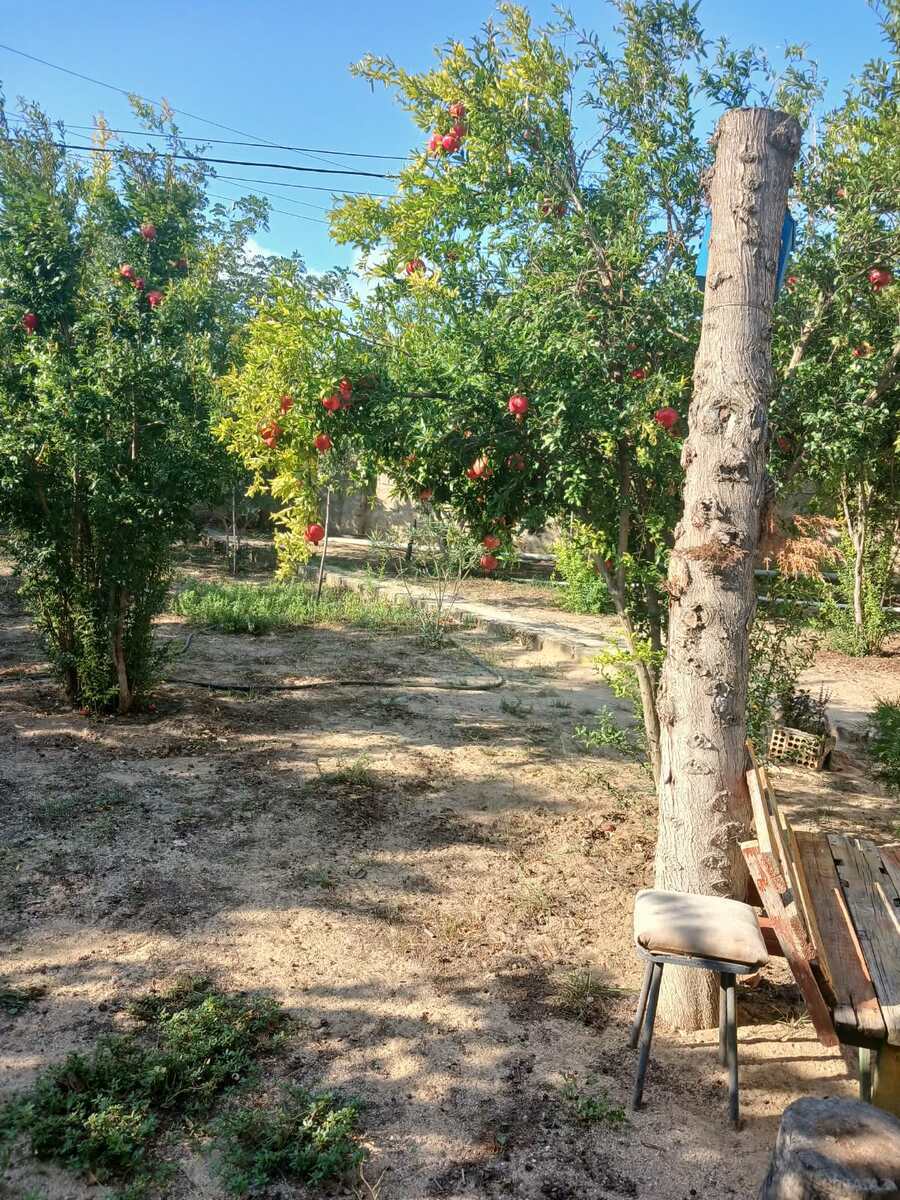 Torpaq Albalılıq q., Bakı