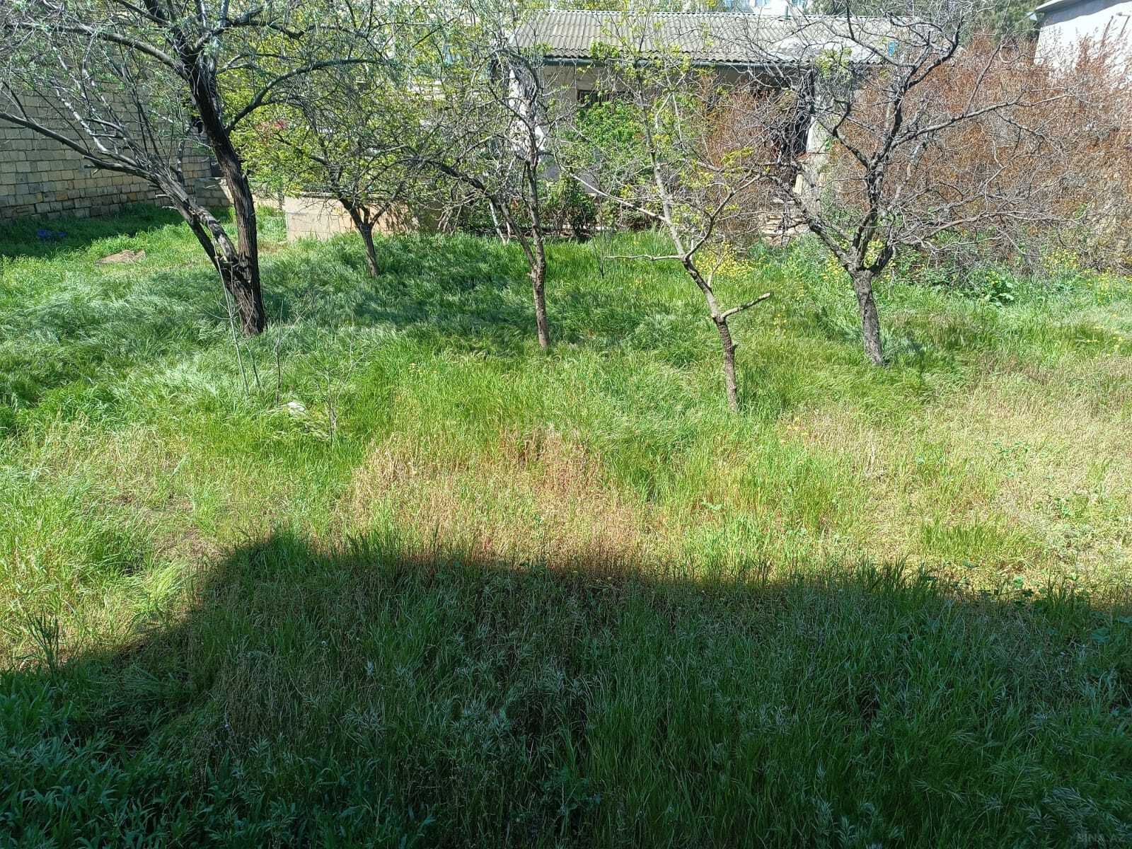 Torpaq Badamdar q., Bakı