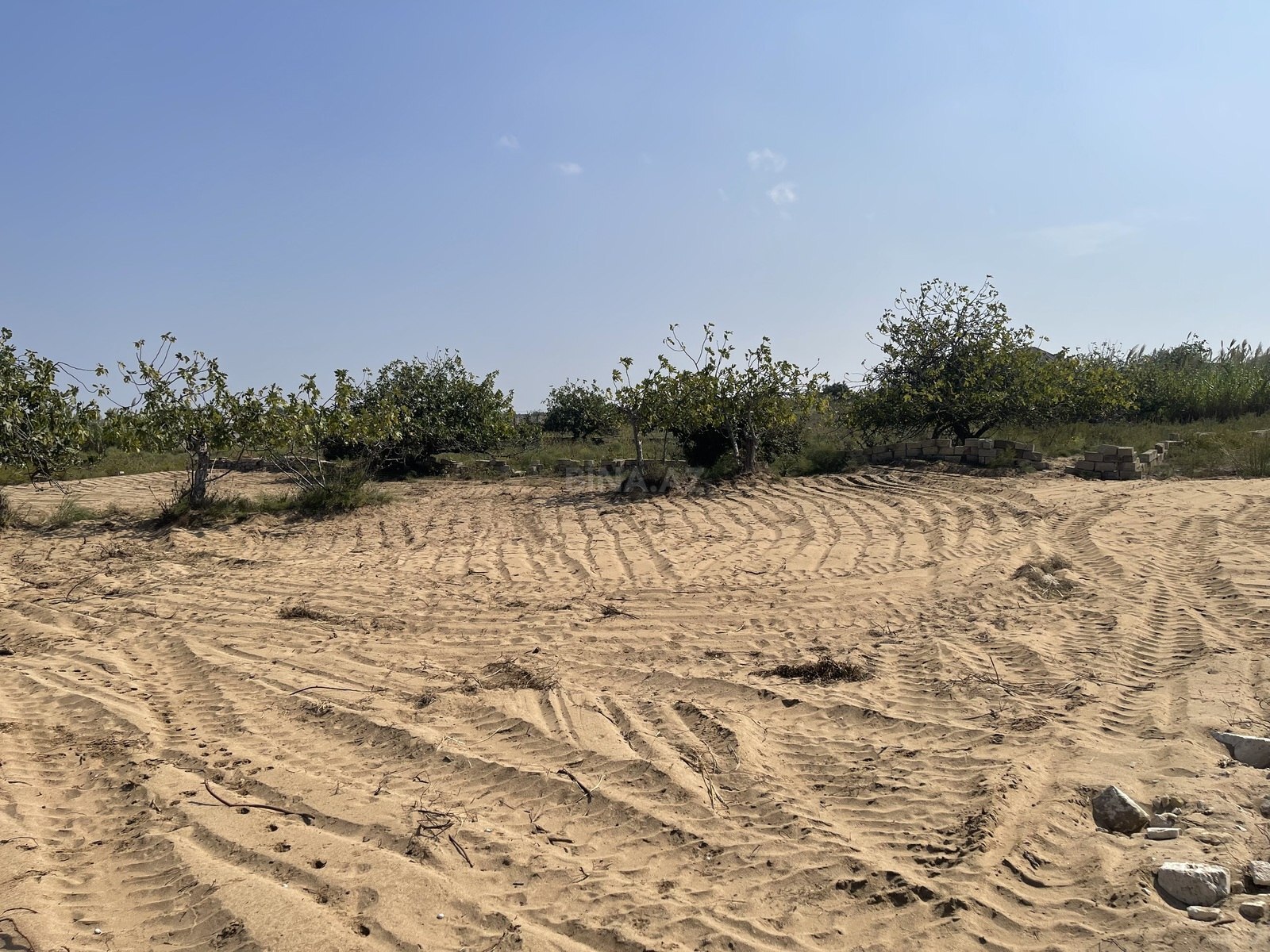 Torpaq Nardaran q., Bakı