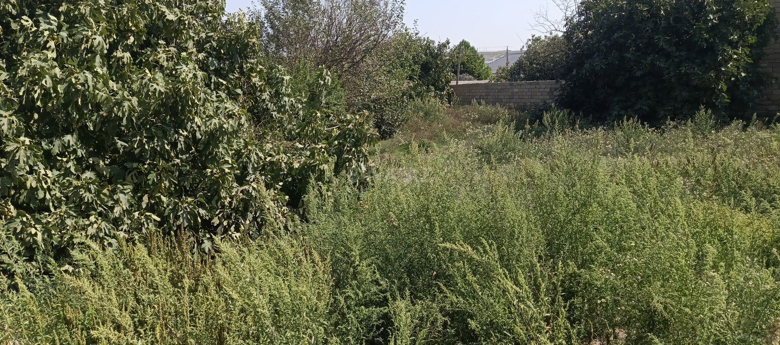 Torpaq Digah q., Bakı