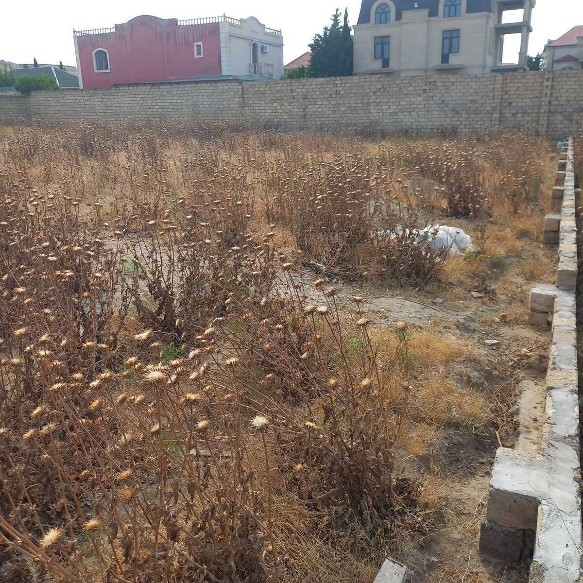 Torpaq Görədil q., Bakı