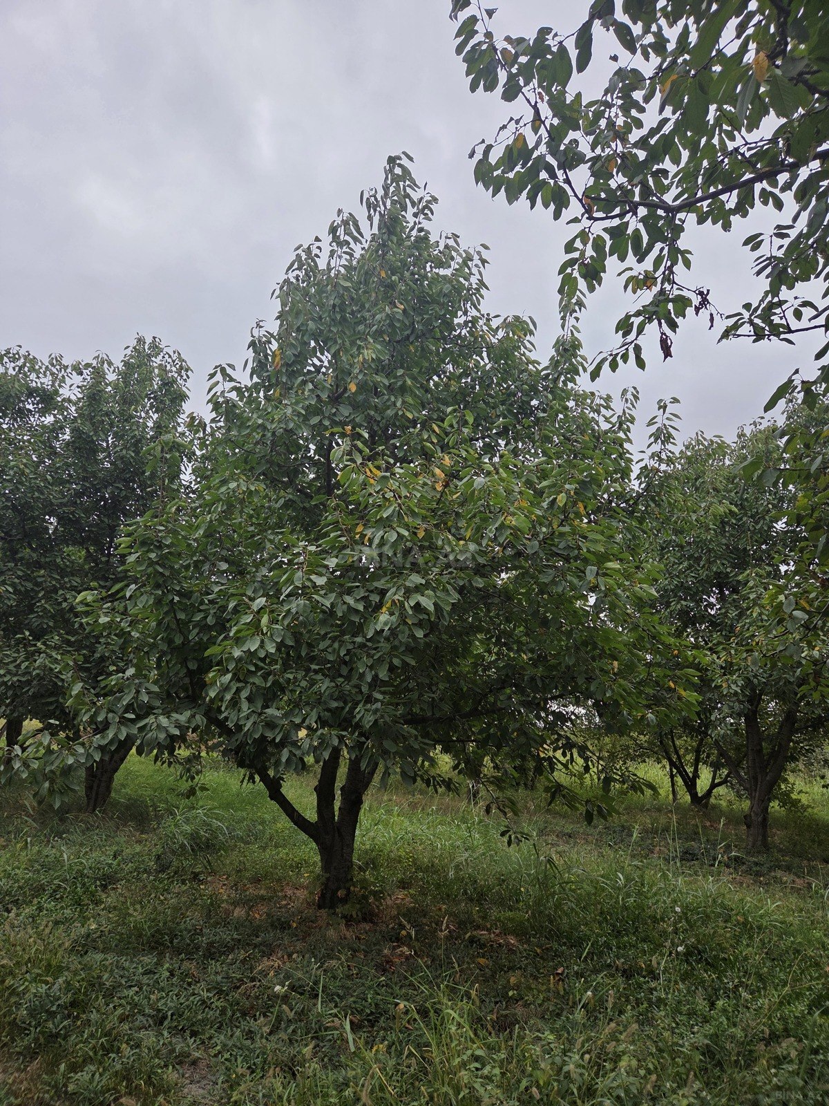 Torpaq Xaçmaz r., Xaçmaz