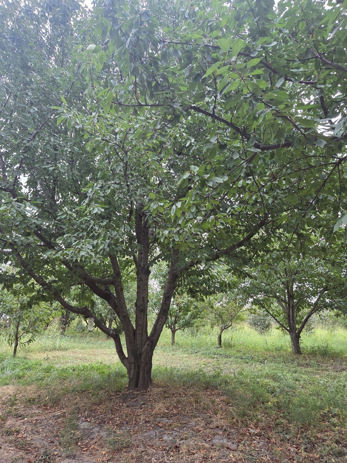 Torpaq Xaçmaz r., Xaçmaz