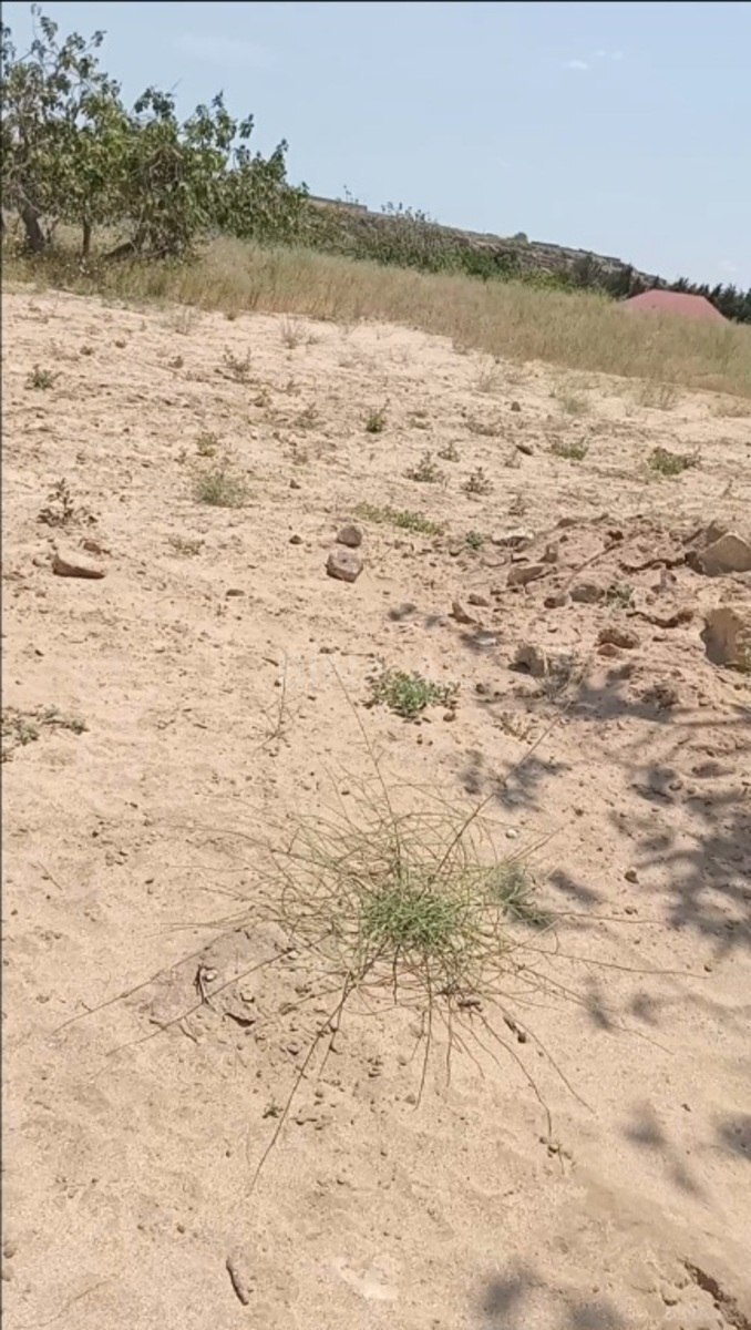 Torpaq Nardaran q., Bakı