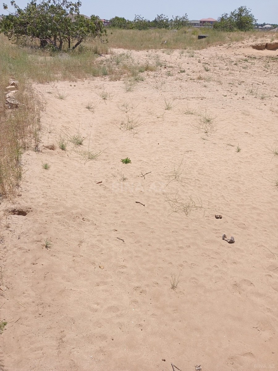 Torpaq Nardaran q., Bakı