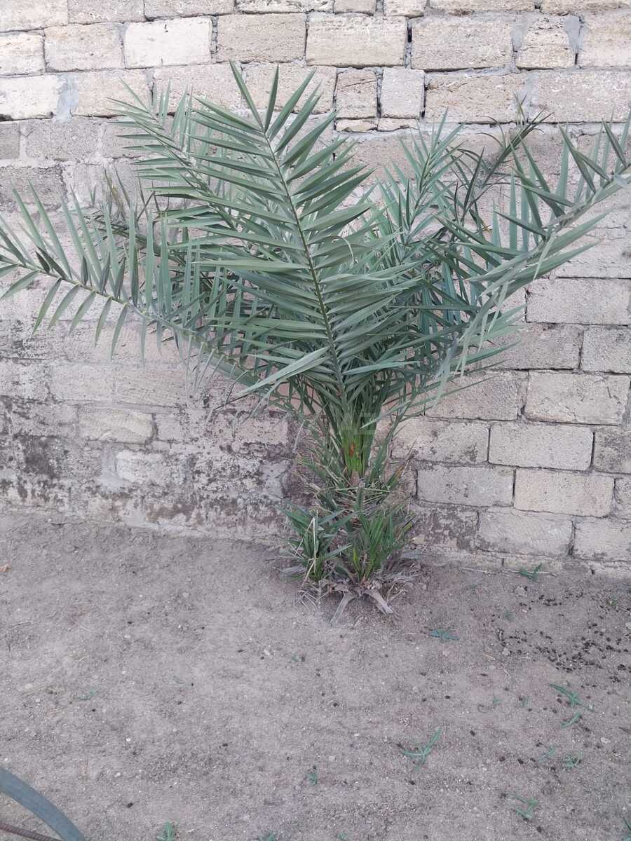 Torpaq Buzovna q., Bakı
