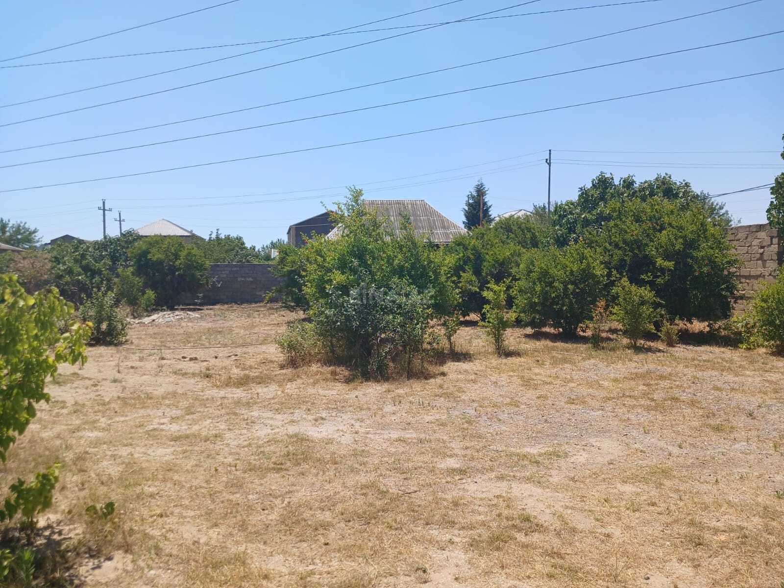 Torpaq Buzovna q., Bakı