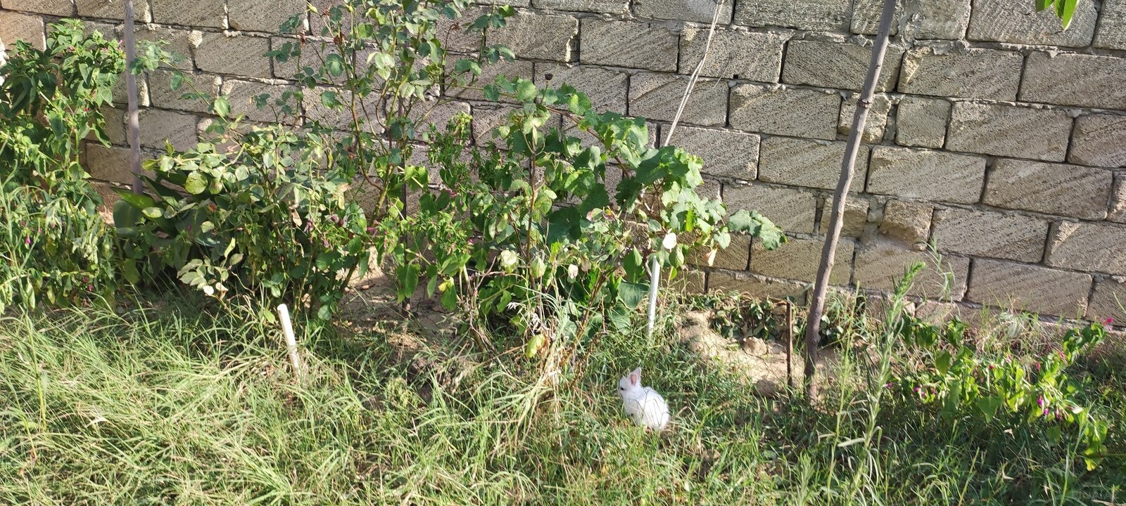 Torpaq Zabrat q., Bakı