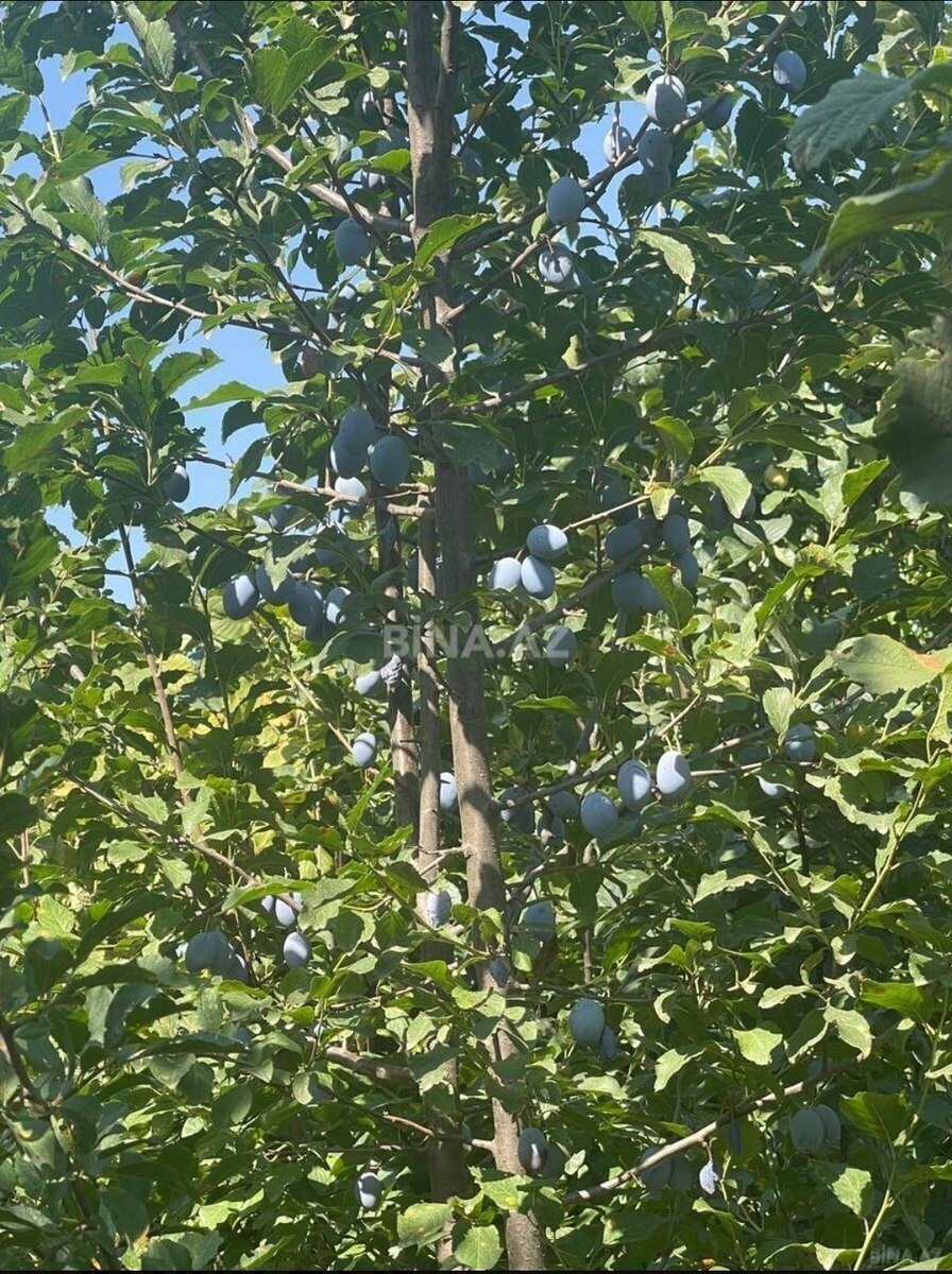 Torpaq Quba