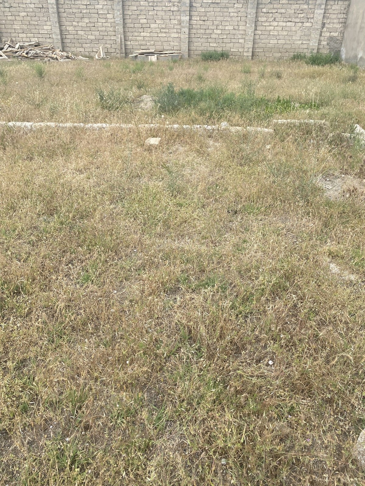 Torpaq Buzovna q., Bakı