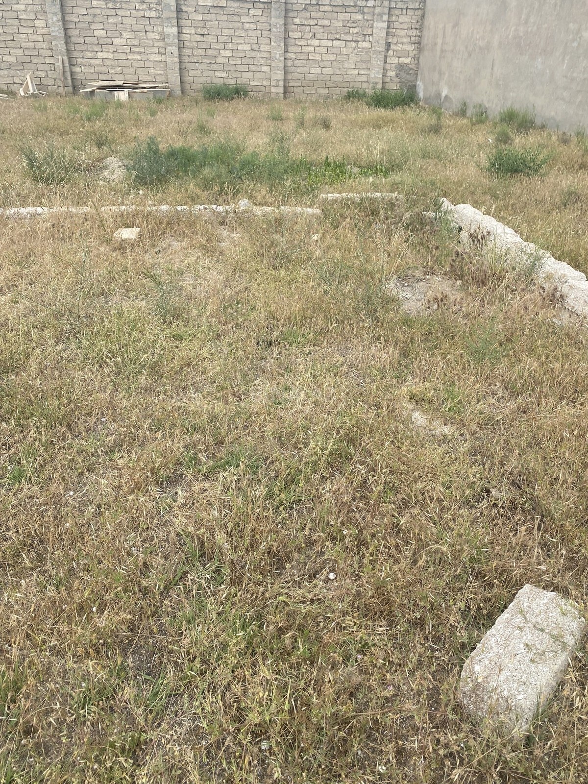 Torpaq Buzovna q., Bakı