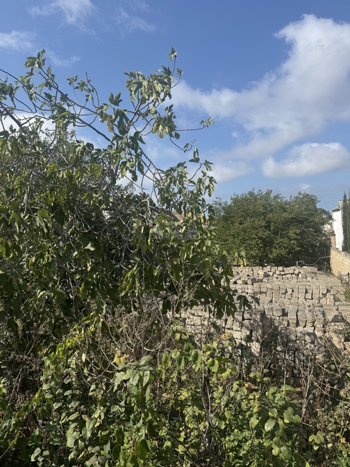 Torpaq Albalılıq q., Bakı