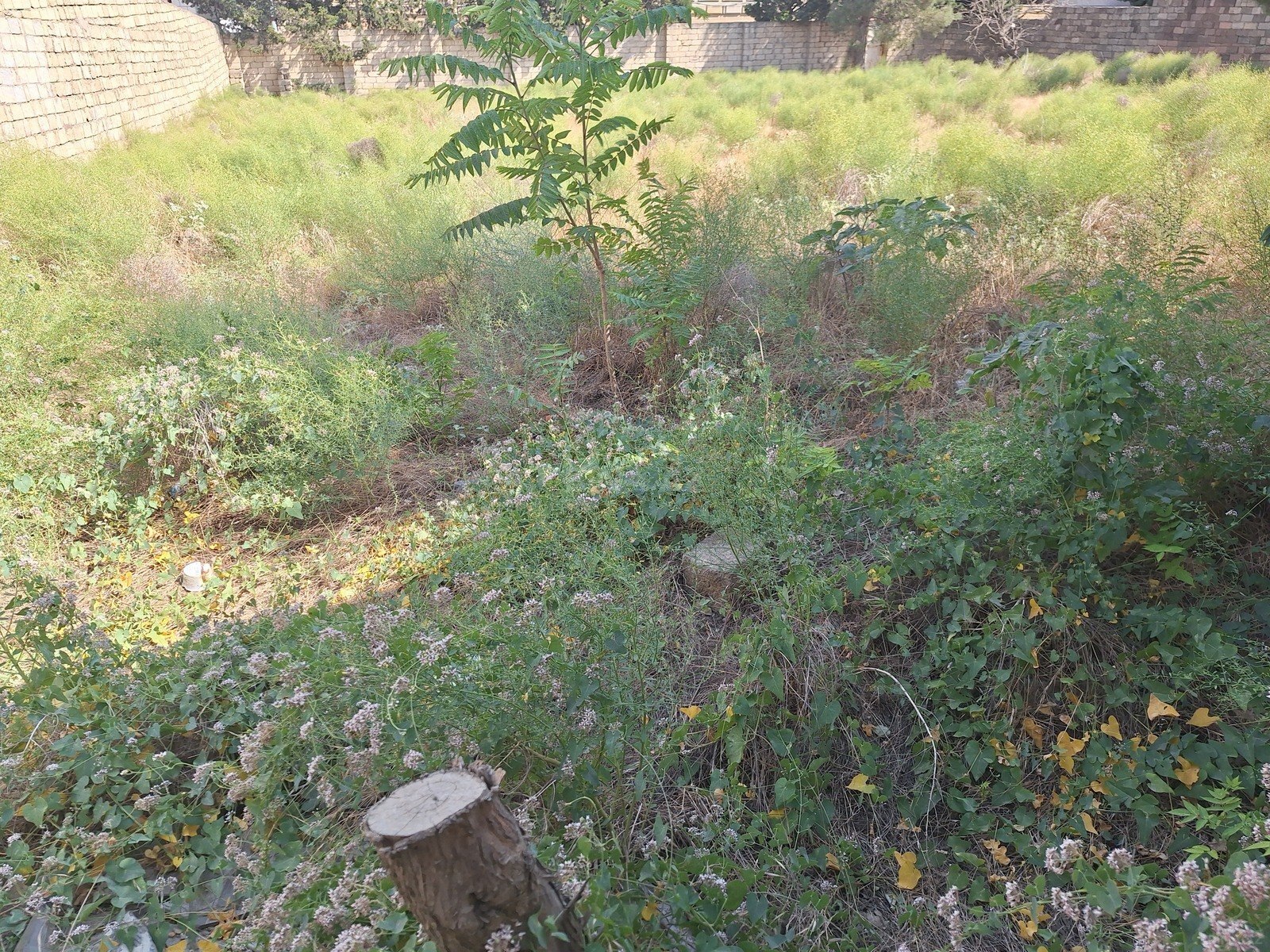 Torpaq Badamdar q., Bakı