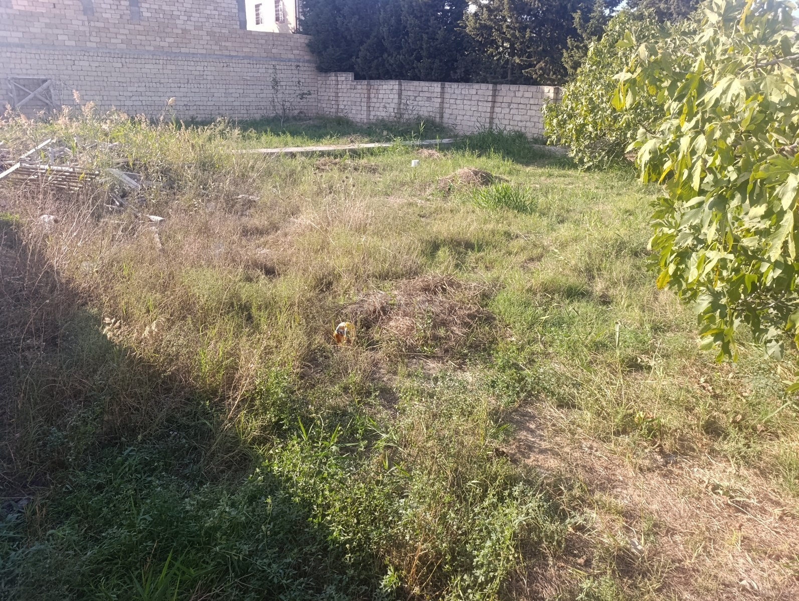 Torpaq Novxanı q., Bakı
