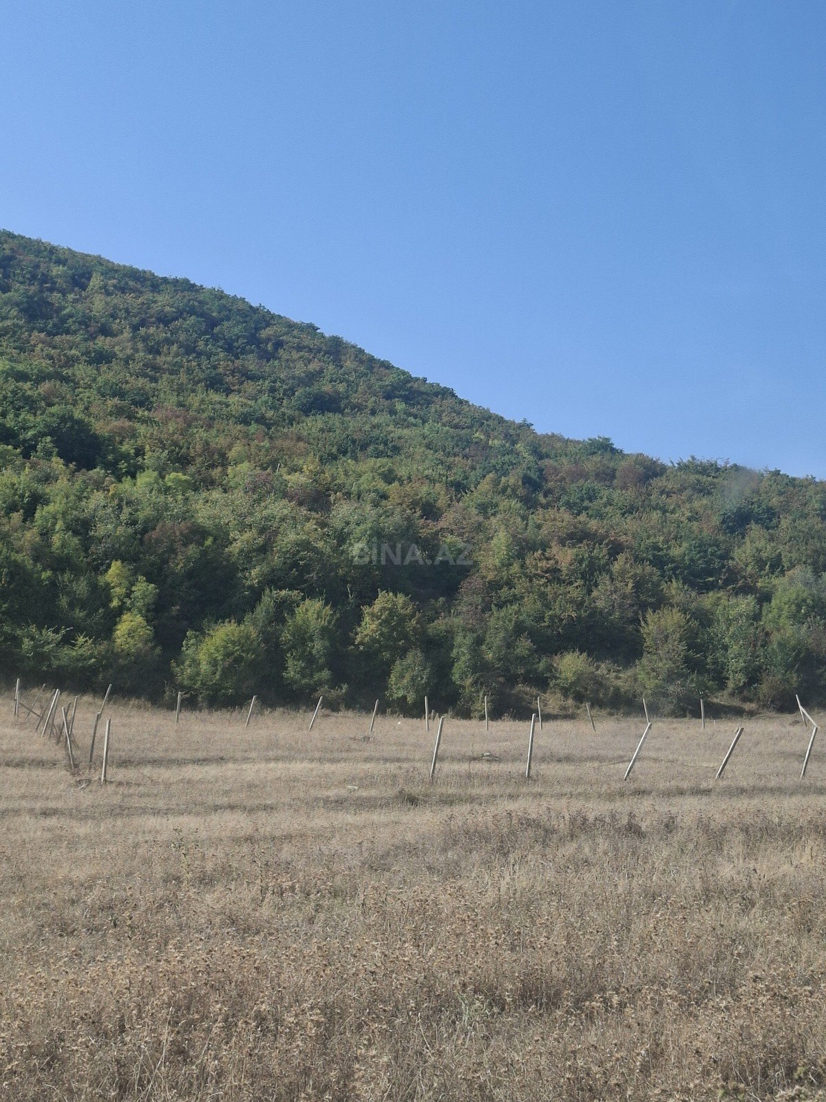 Torpaq Şamaxı