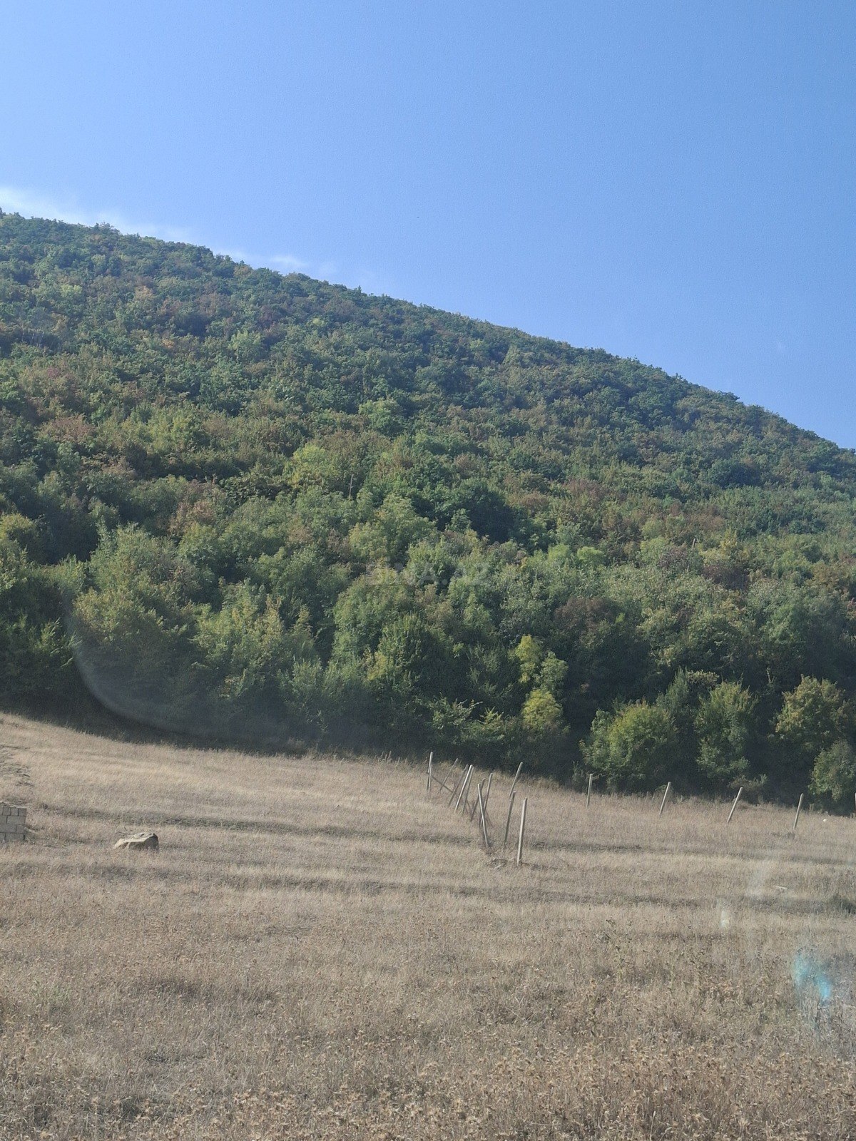Torpaq Şamaxı