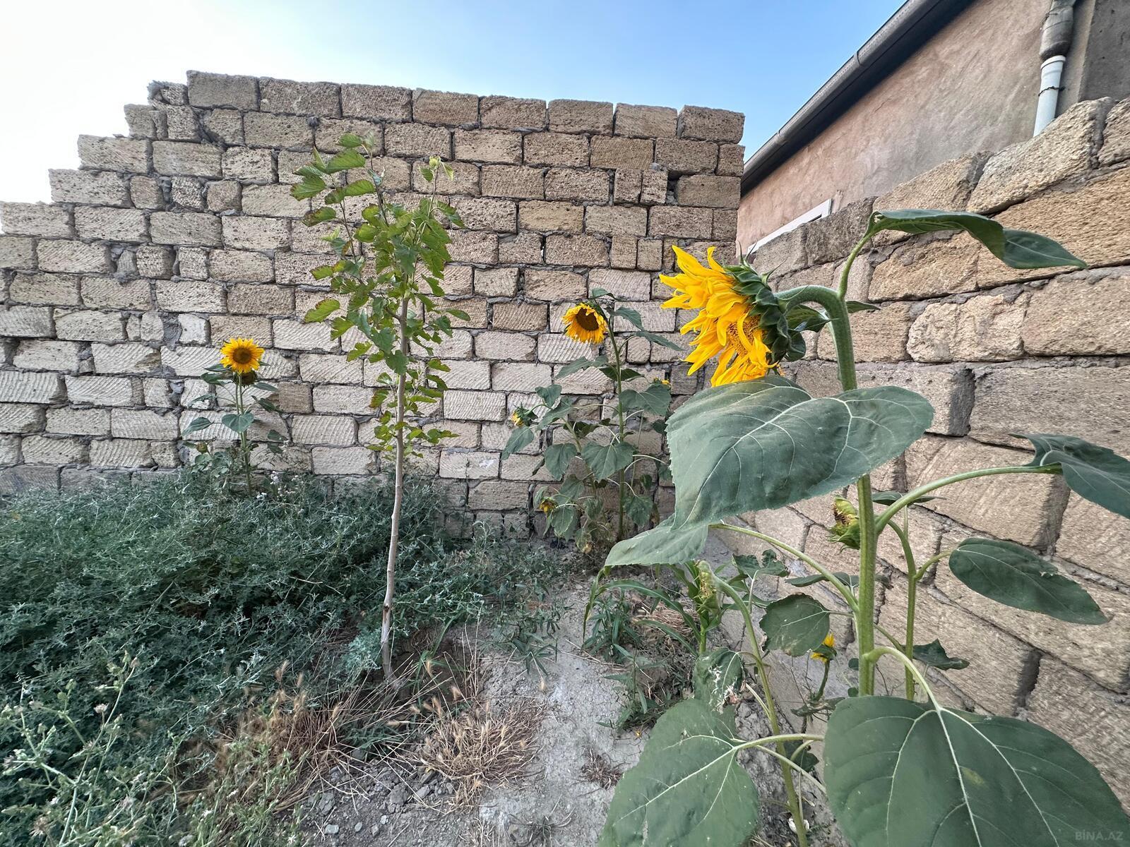 Torpaq Xocəsən q., Bakı