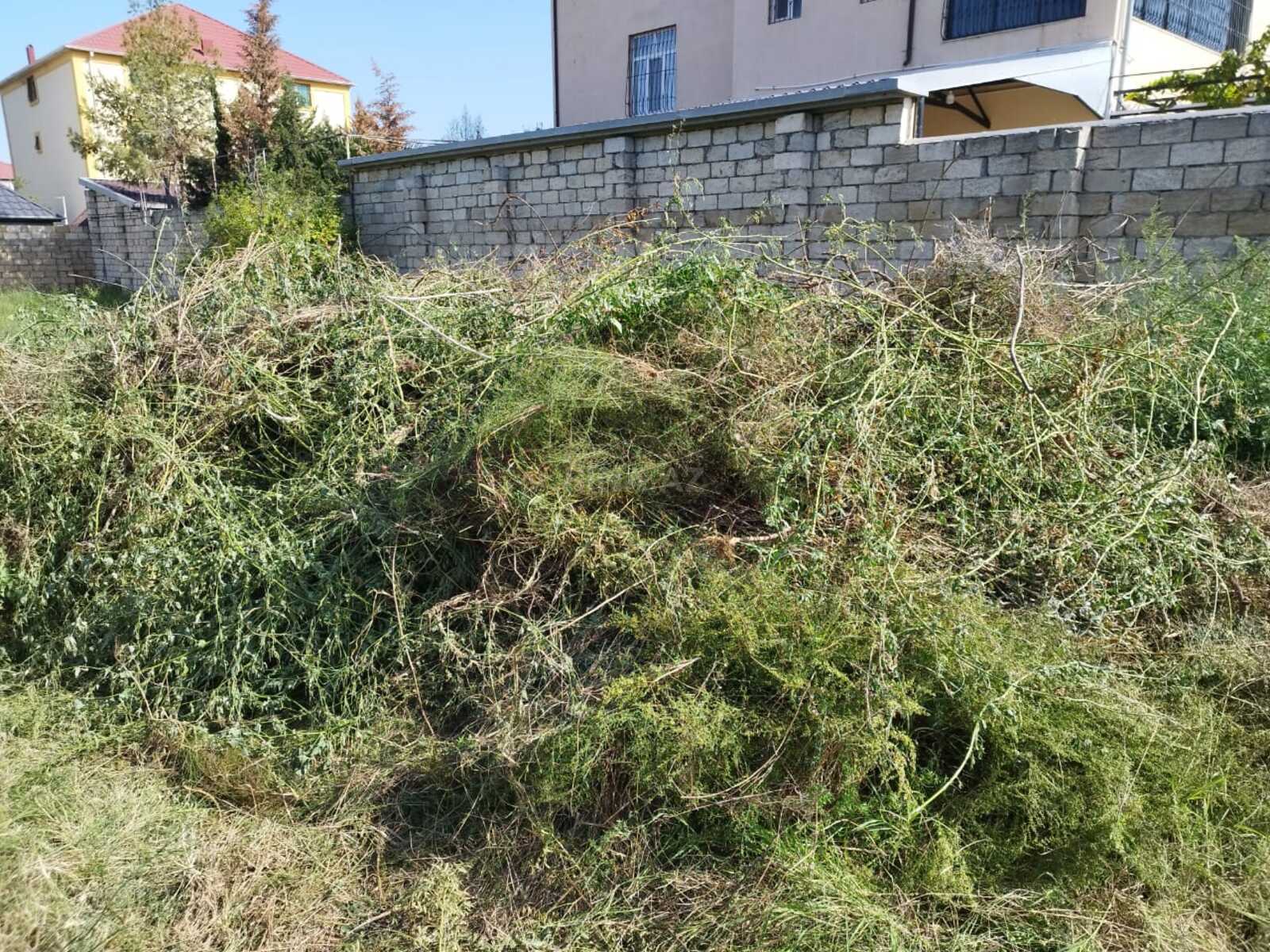 Torpaq Novxanı q., Bakı