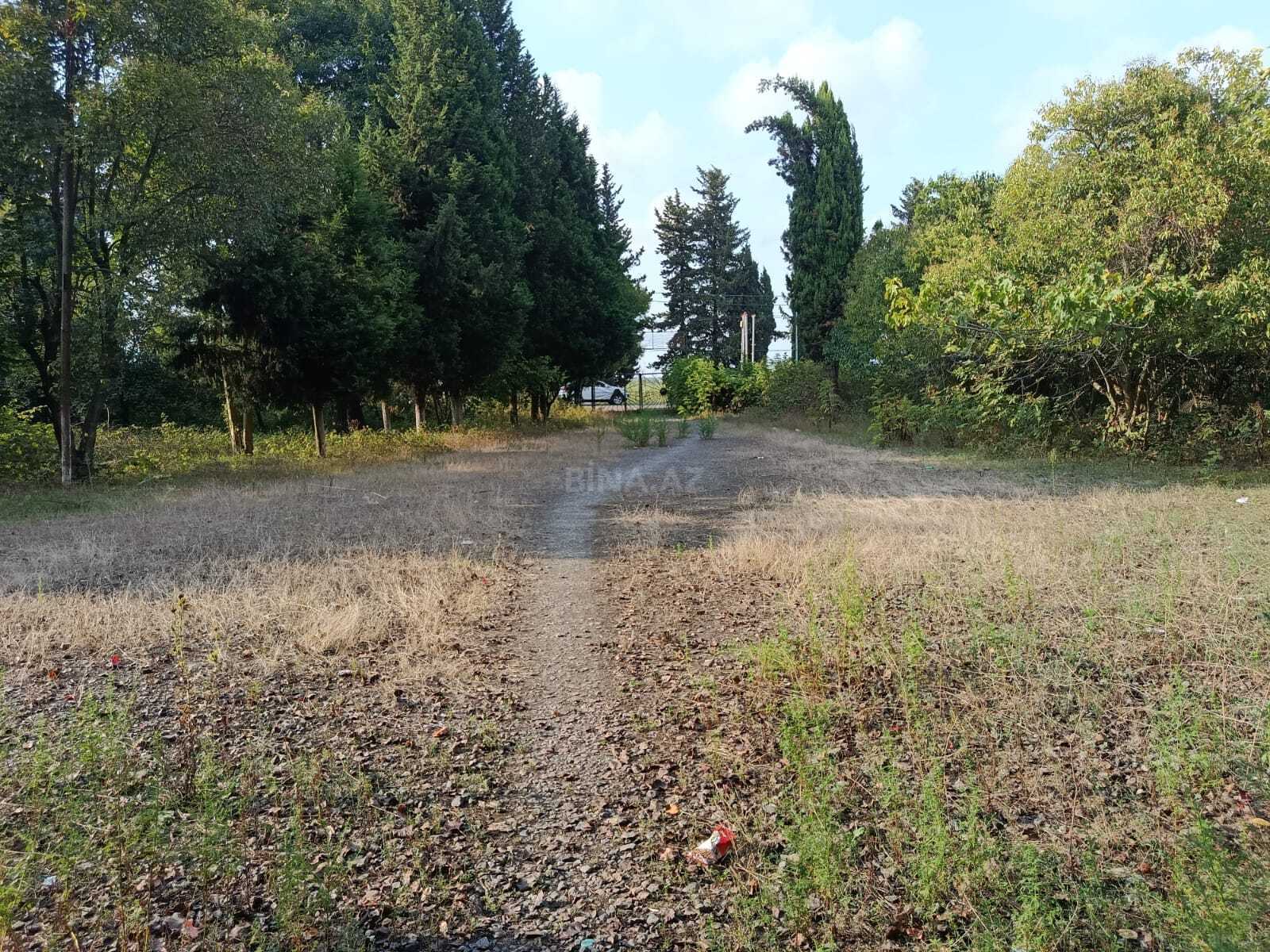 Torpaq Şamaxı