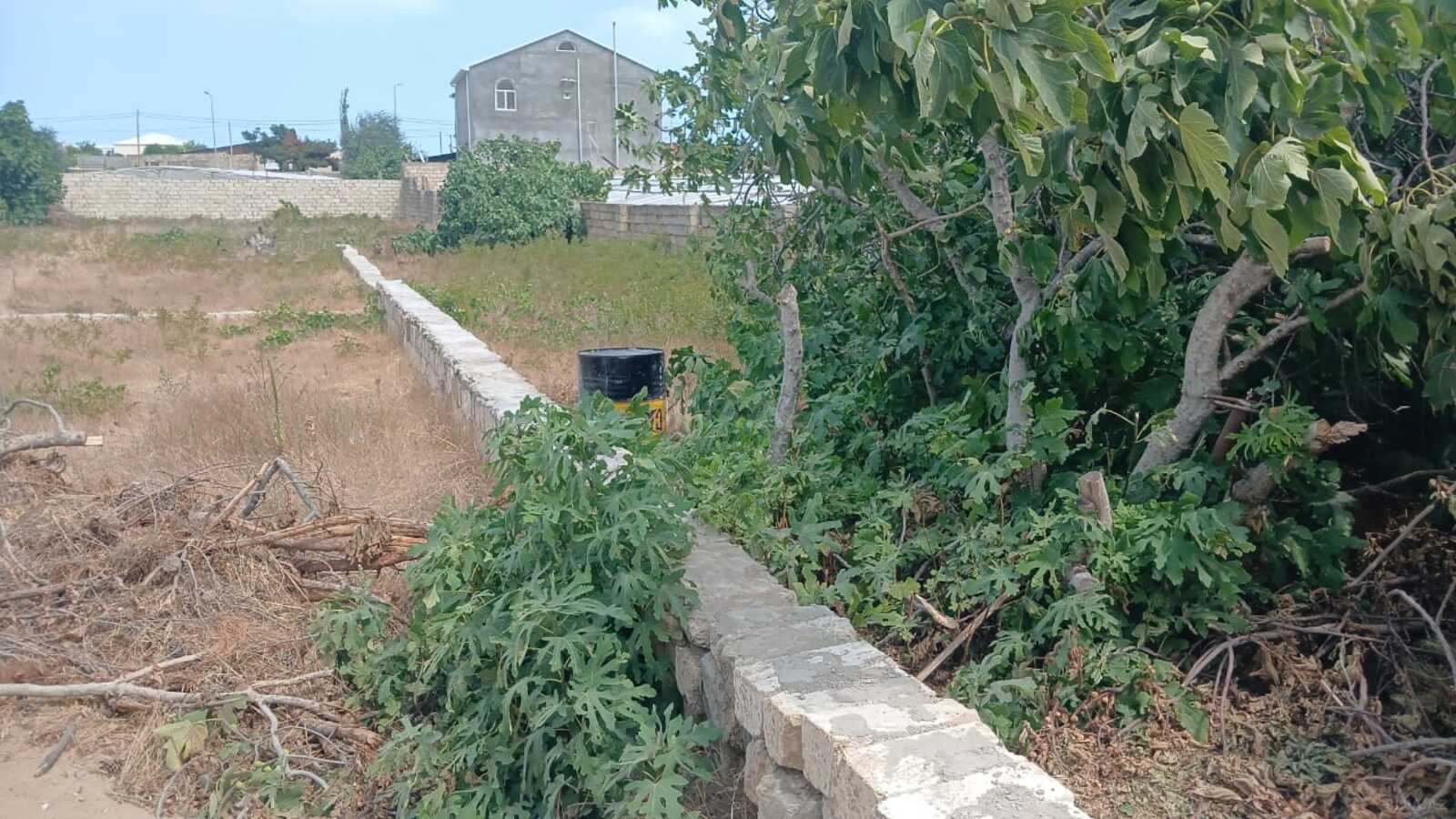 Torpaq Nardaran q., Bakı