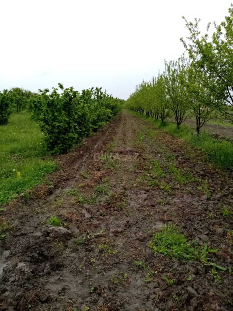 Torpaq Xaçmaz r., Xaçmaz
