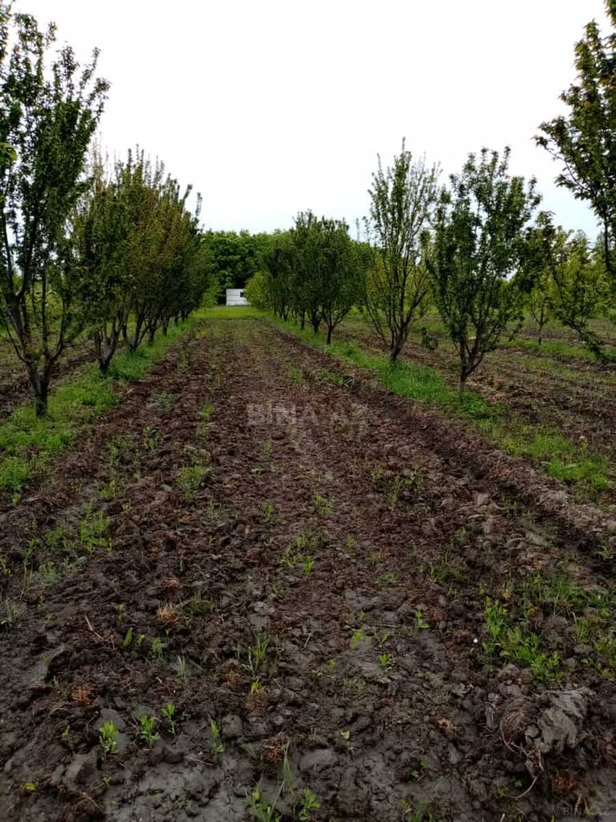Torpaq Xaçmaz r., Xaçmaz