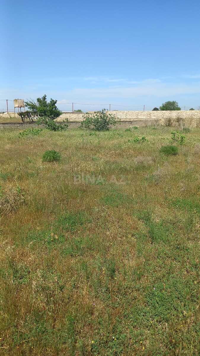 Torpaq Buzovna q., Bakı