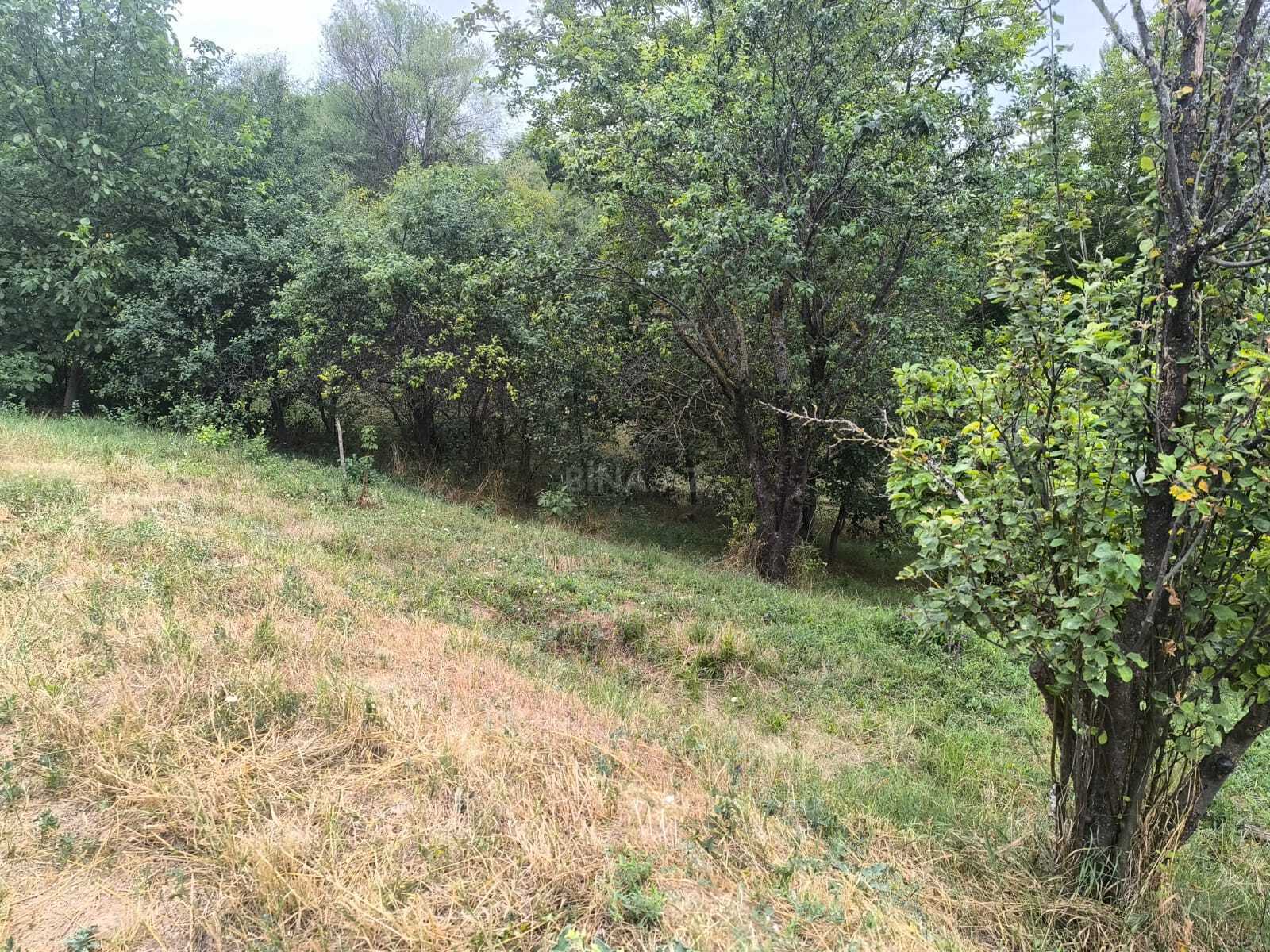 Torpaq Şamaxı