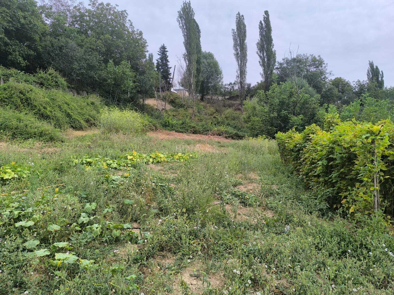 Torpaq Şamaxı
