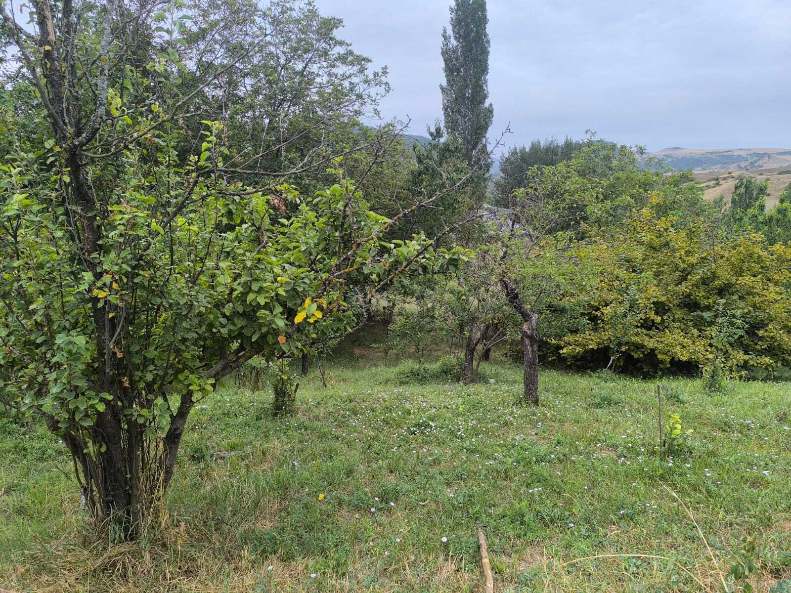 Torpaq Şamaxı