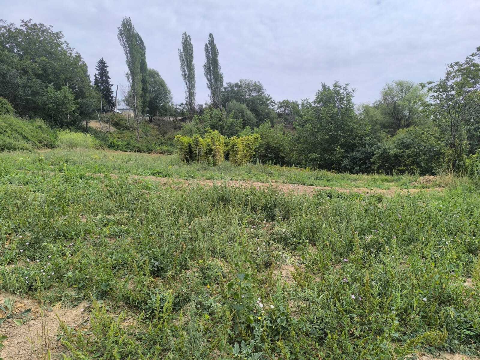Torpaq Şamaxı