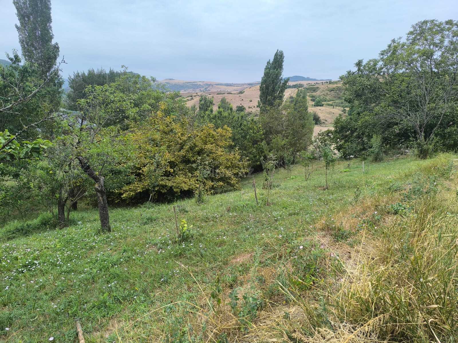 Torpaq Şamaxı