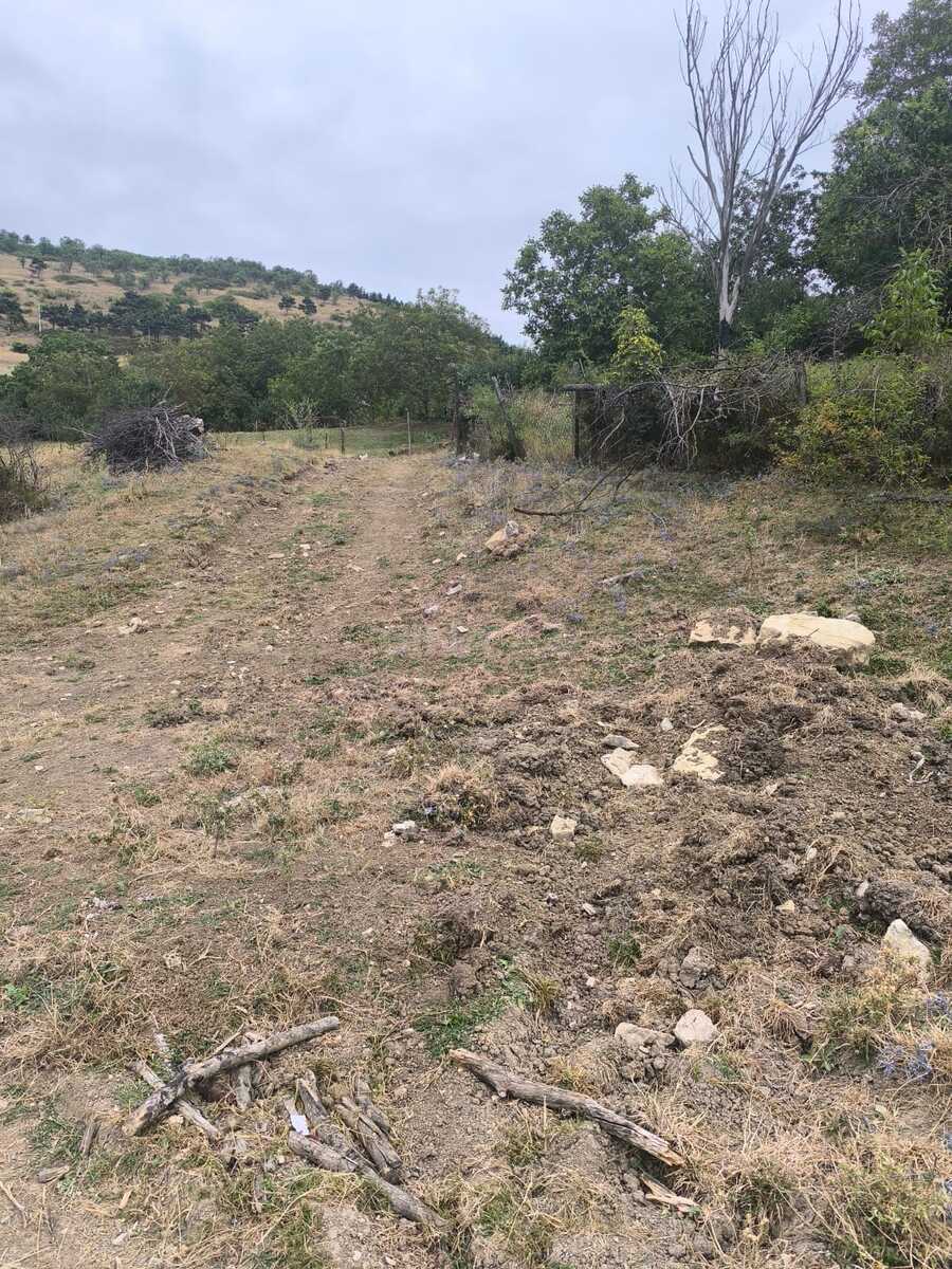 Torpaq Şamaxı
