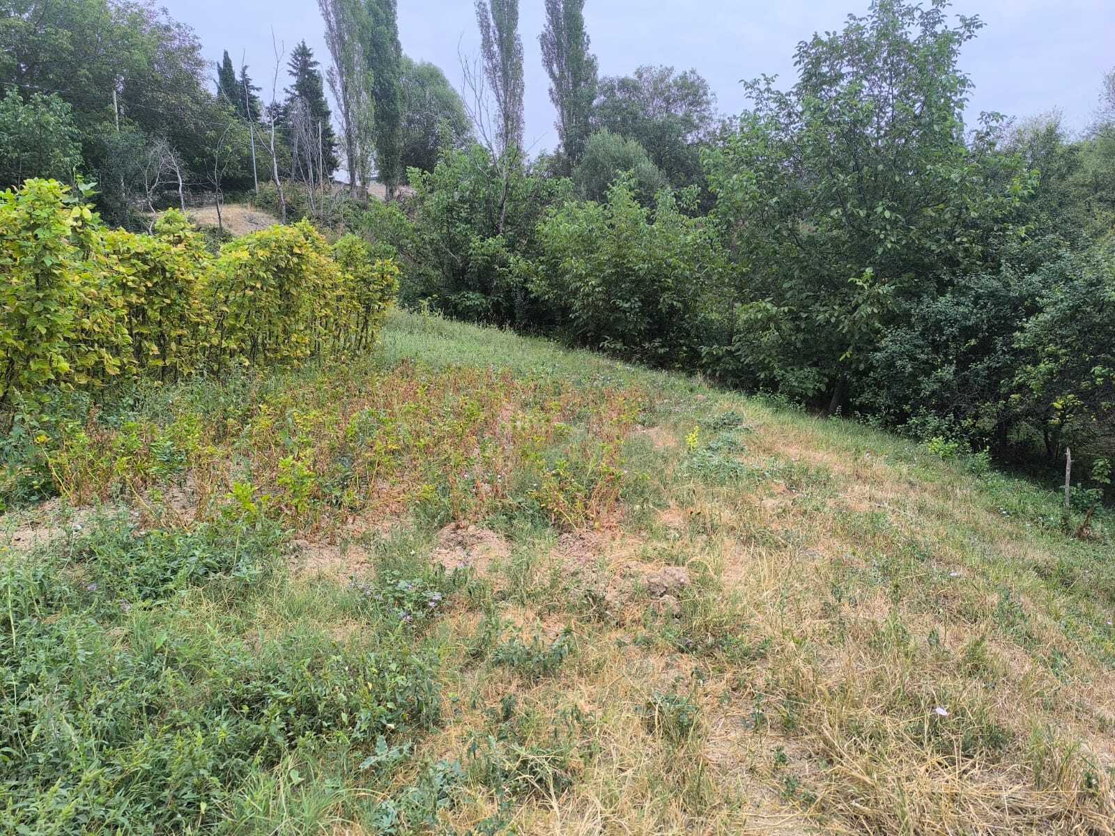 Torpaq Şamaxı