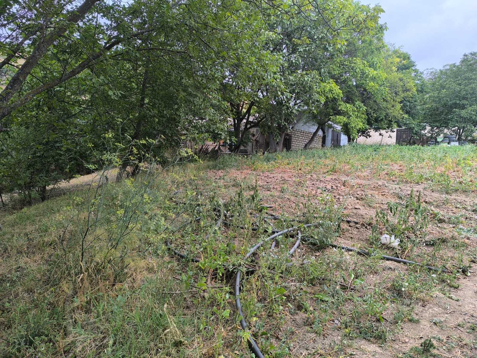 Torpaq Şamaxı