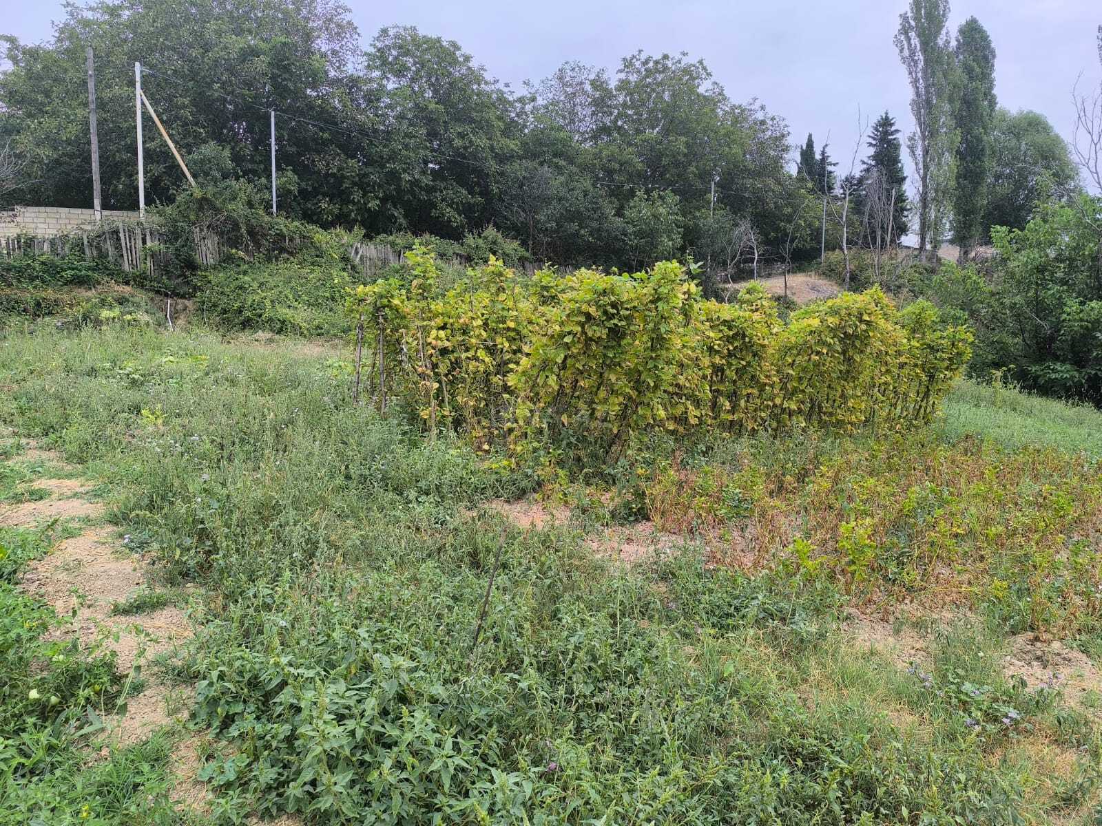 Torpaq Şamaxı