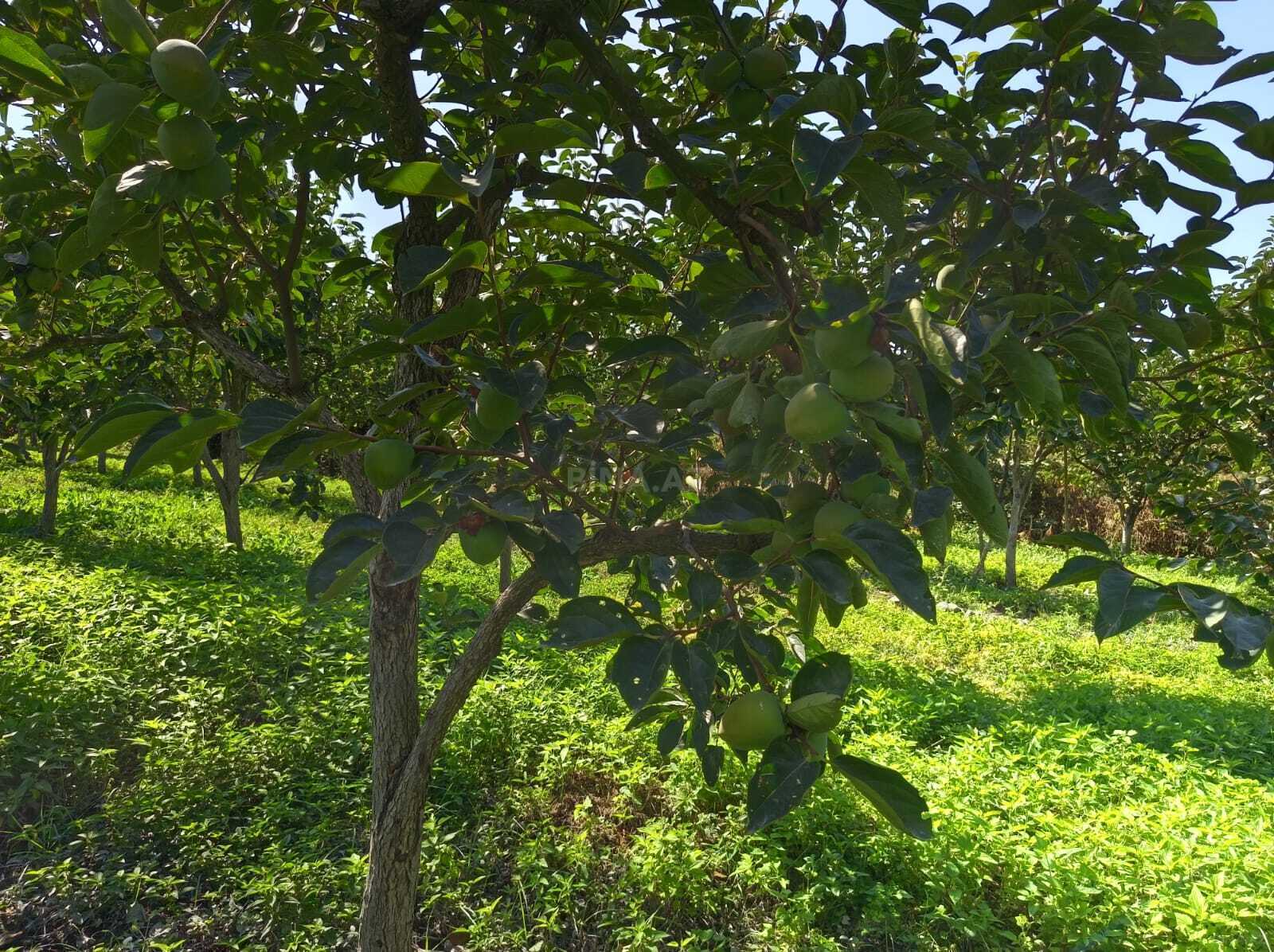 Torpaq Göyçay