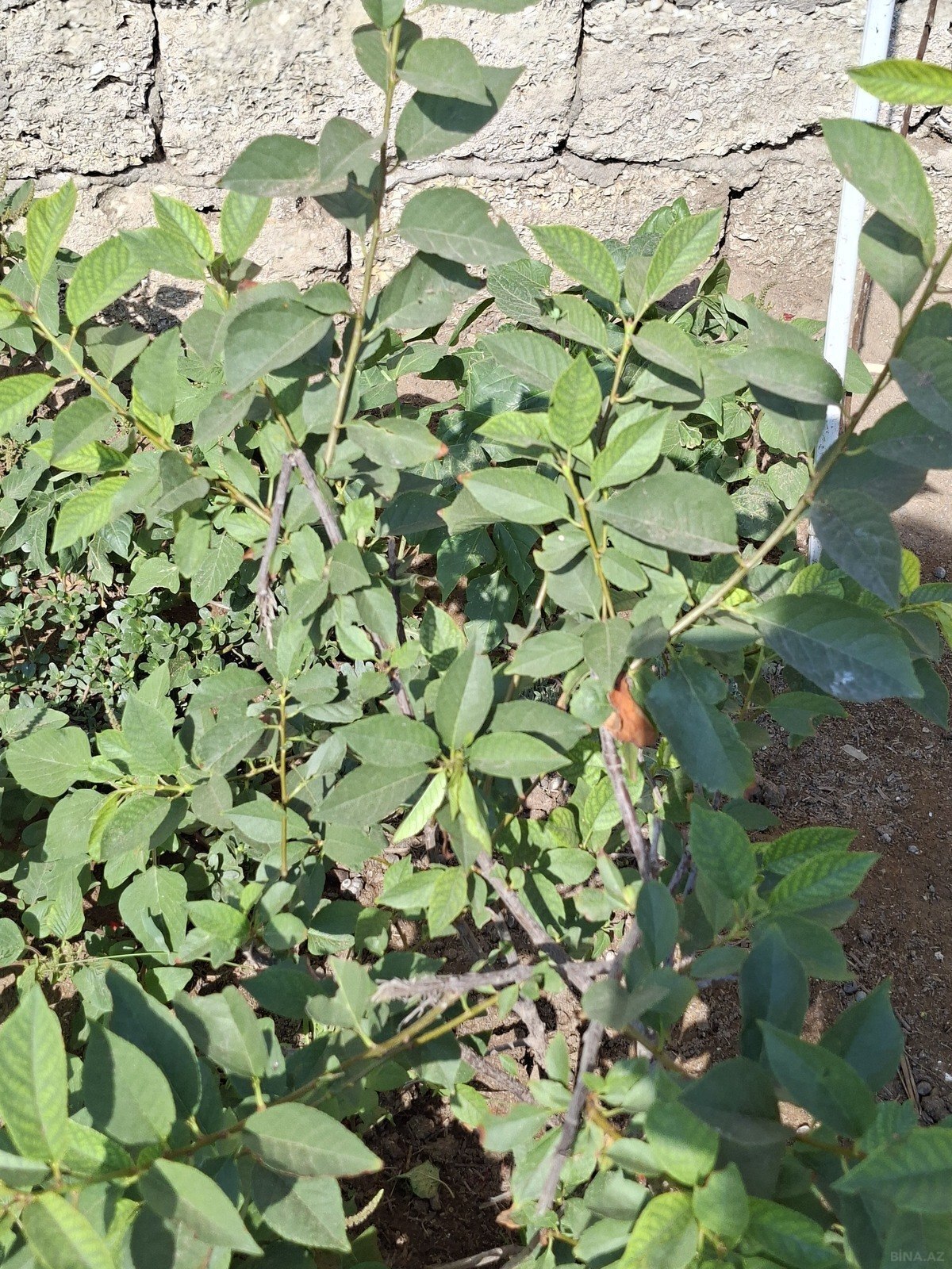 3 otaqlı Həyət evi/Bağ evi, Zirə q., Bakı
